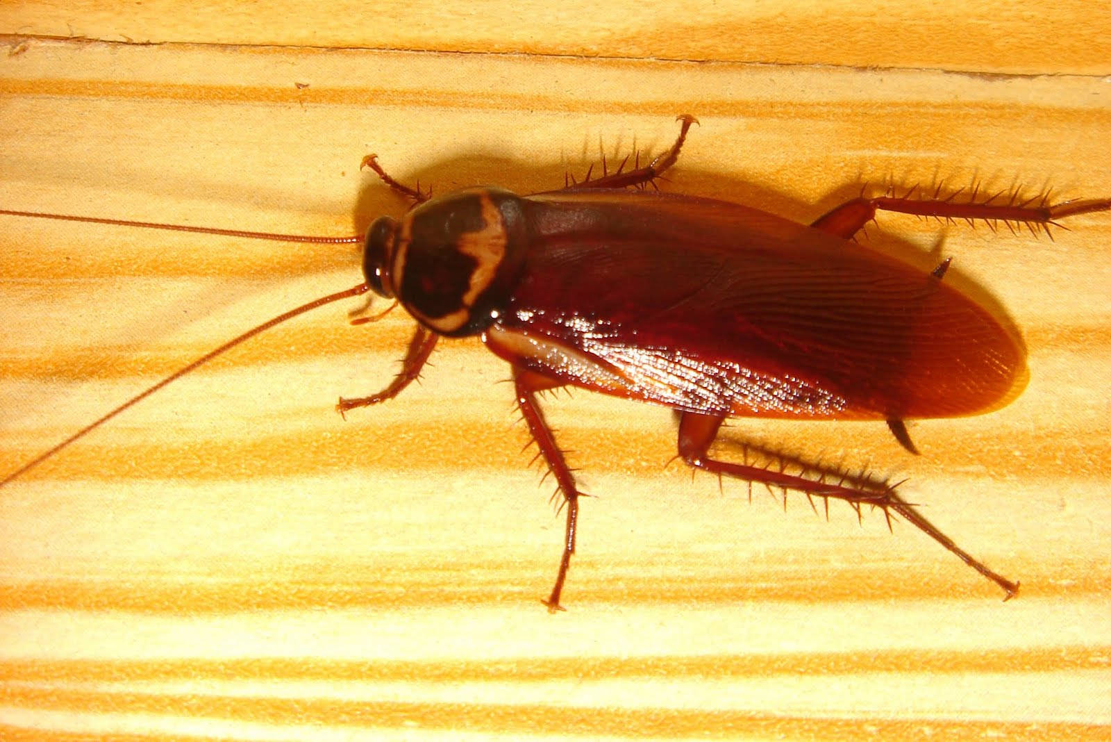 American Cockroach Crawling On Wood Tiles Background