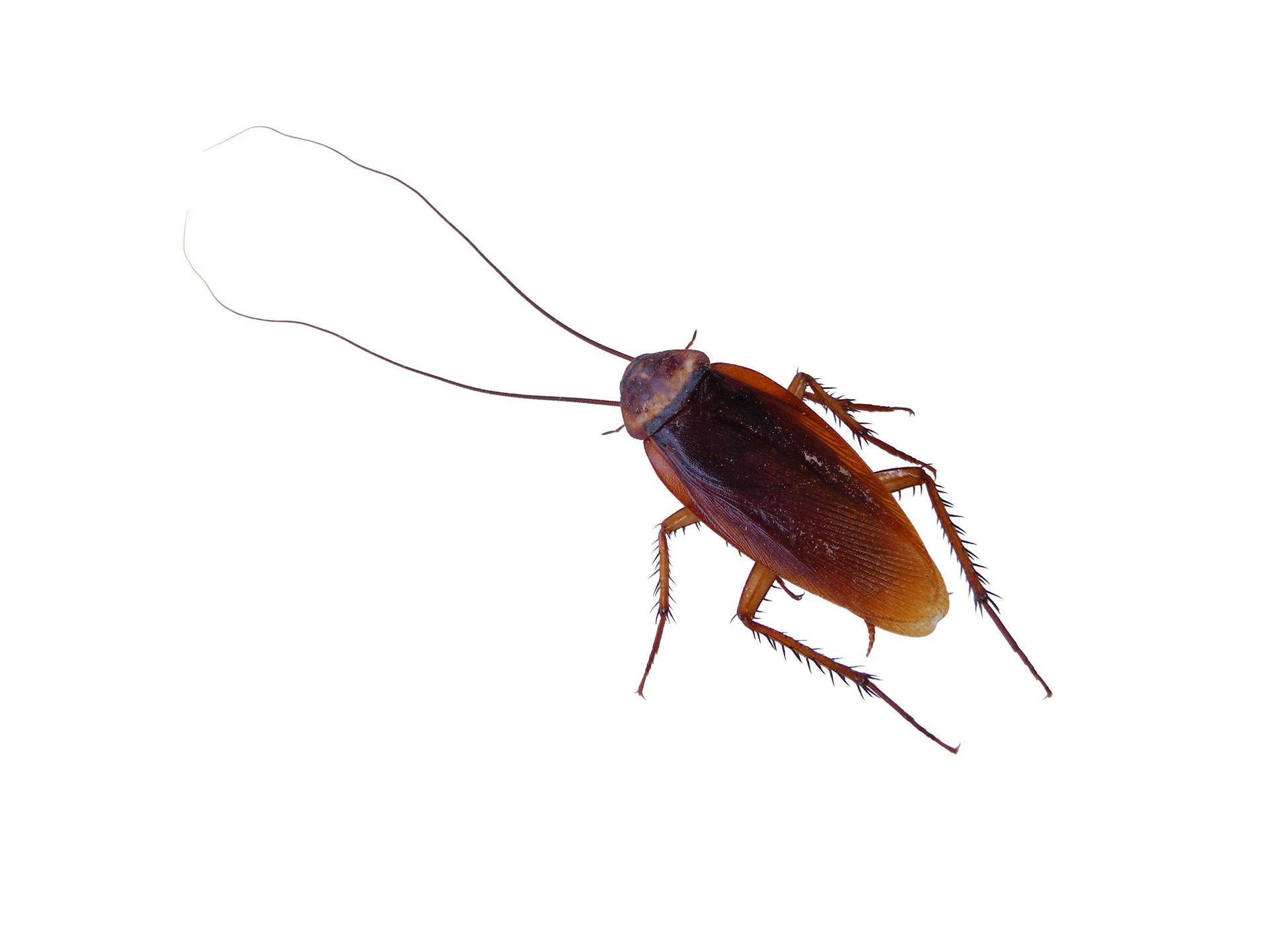 American Cockroach With Long Antenna Background
