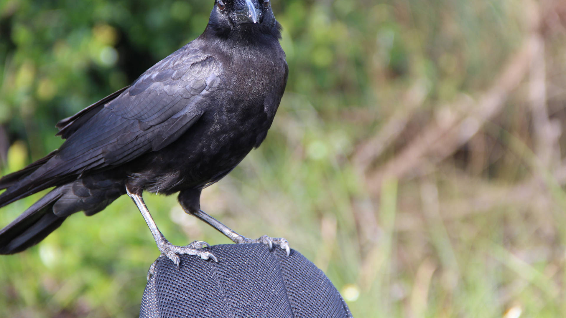 American Crow Everglades National Park Background