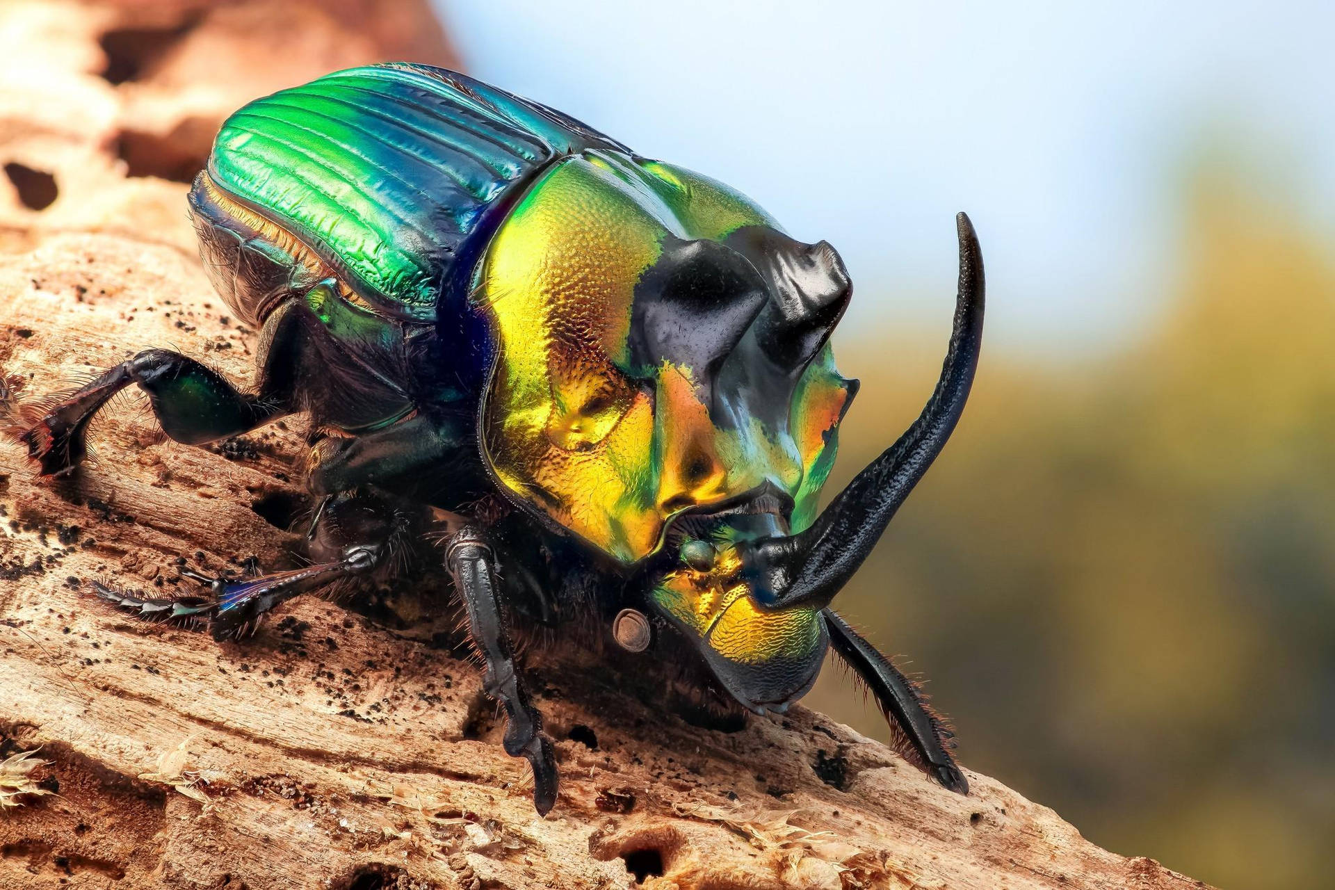 American Dung Beetle Rainbow Scarab Background