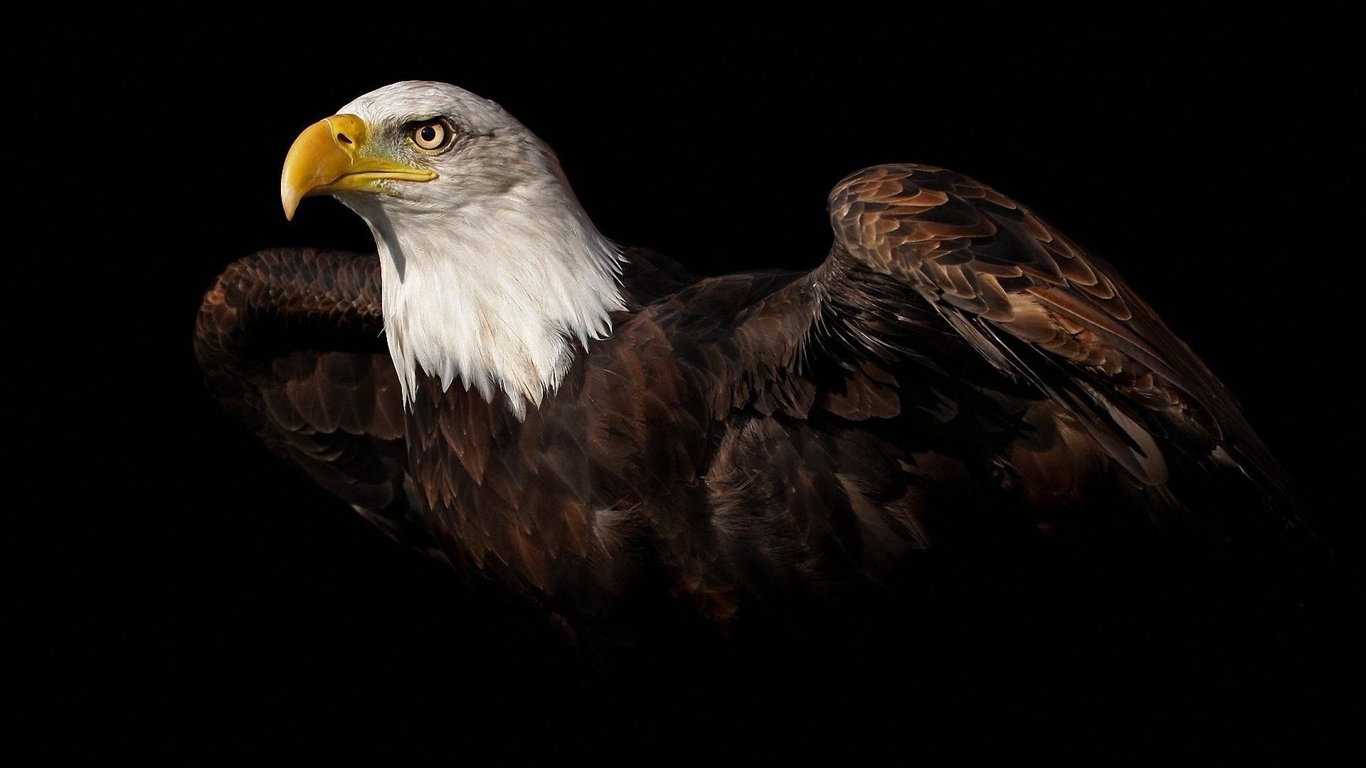 American Eagle With Dark Brown Feathers Background
