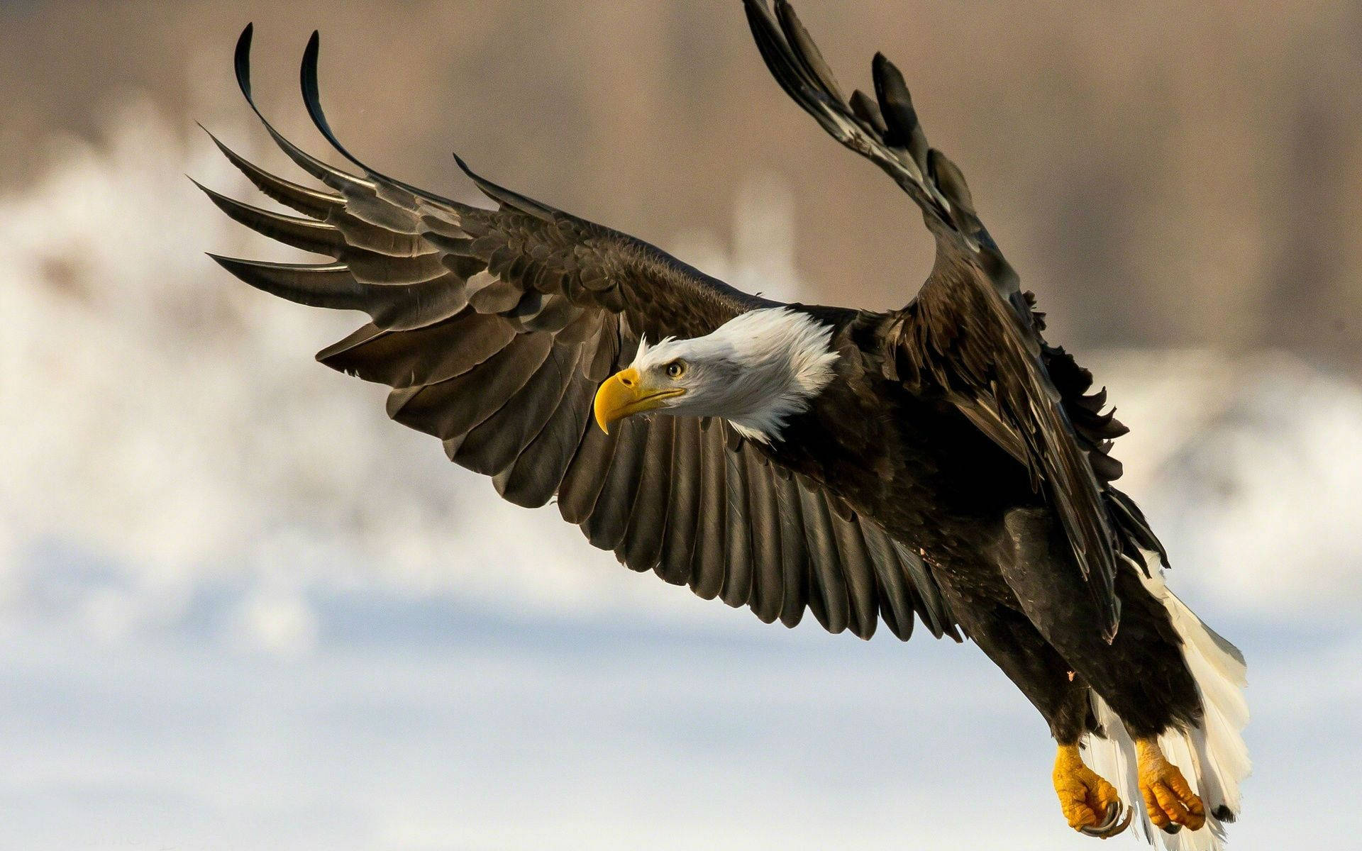 American Eagle With Huge Wings Background