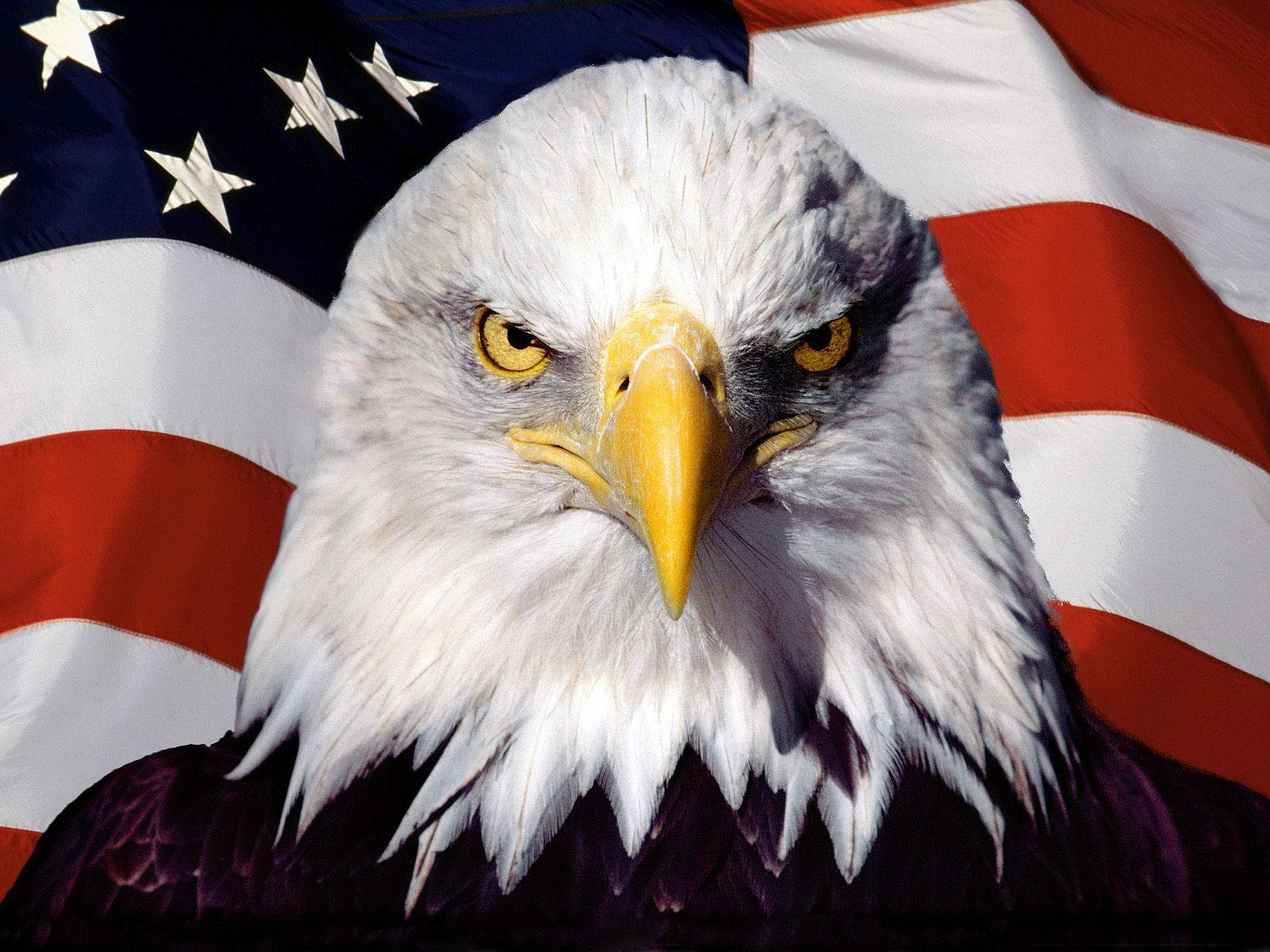 American Flag And Intimidating Eagle Background
