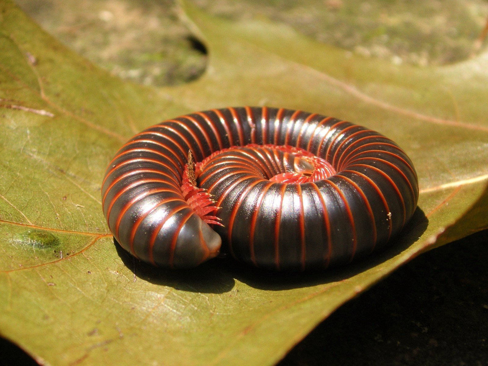 American Giant Millipede Curled Up On A Leaf Background