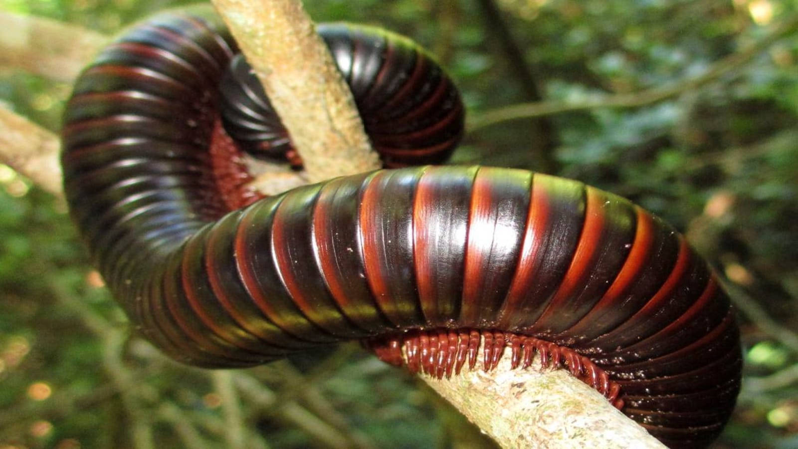 American Giant Millipede On A Tree