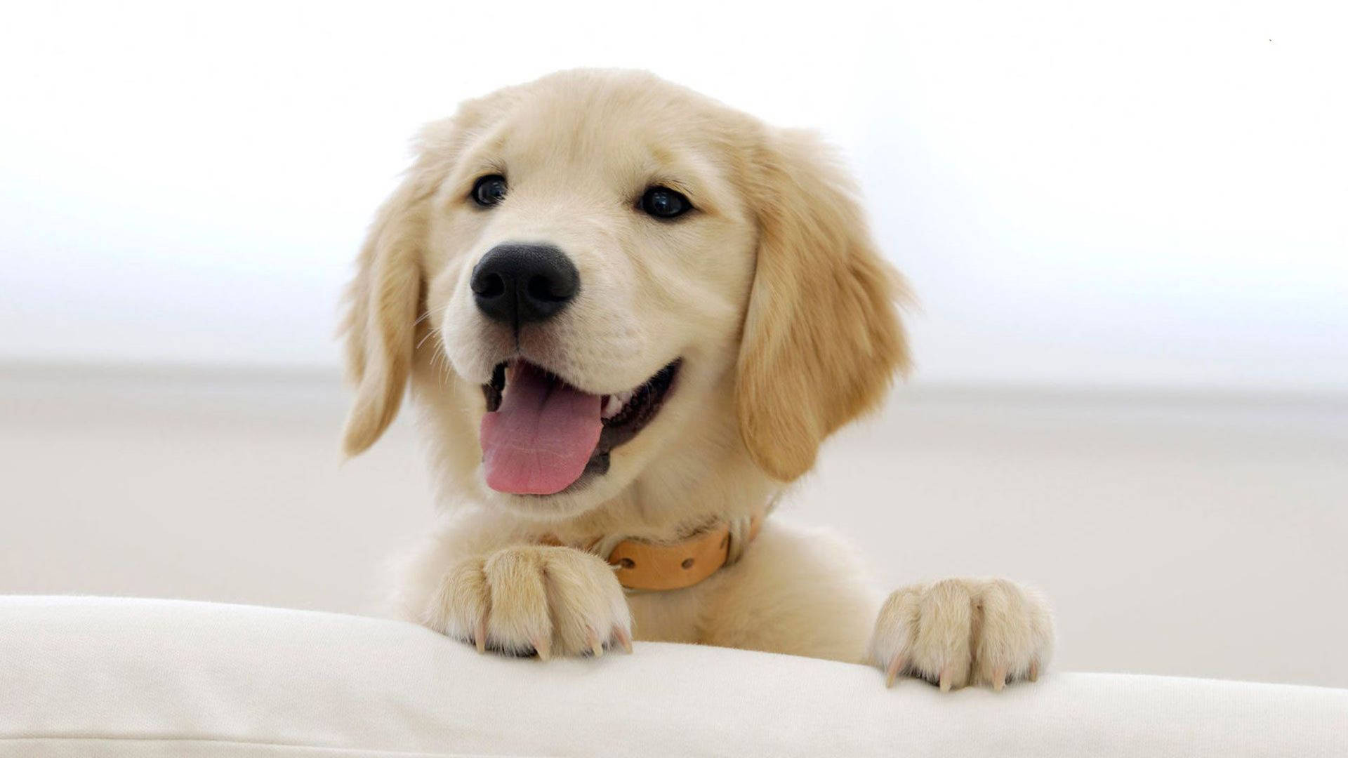 American Golden Retriever Puppy Background