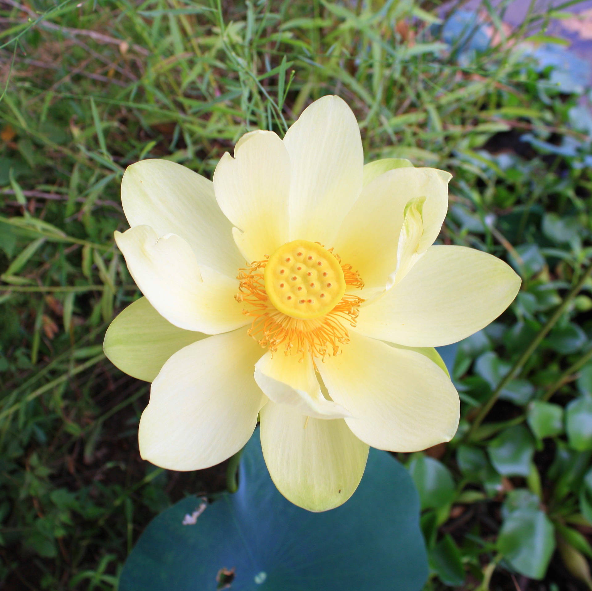 American Lotus Flower Background