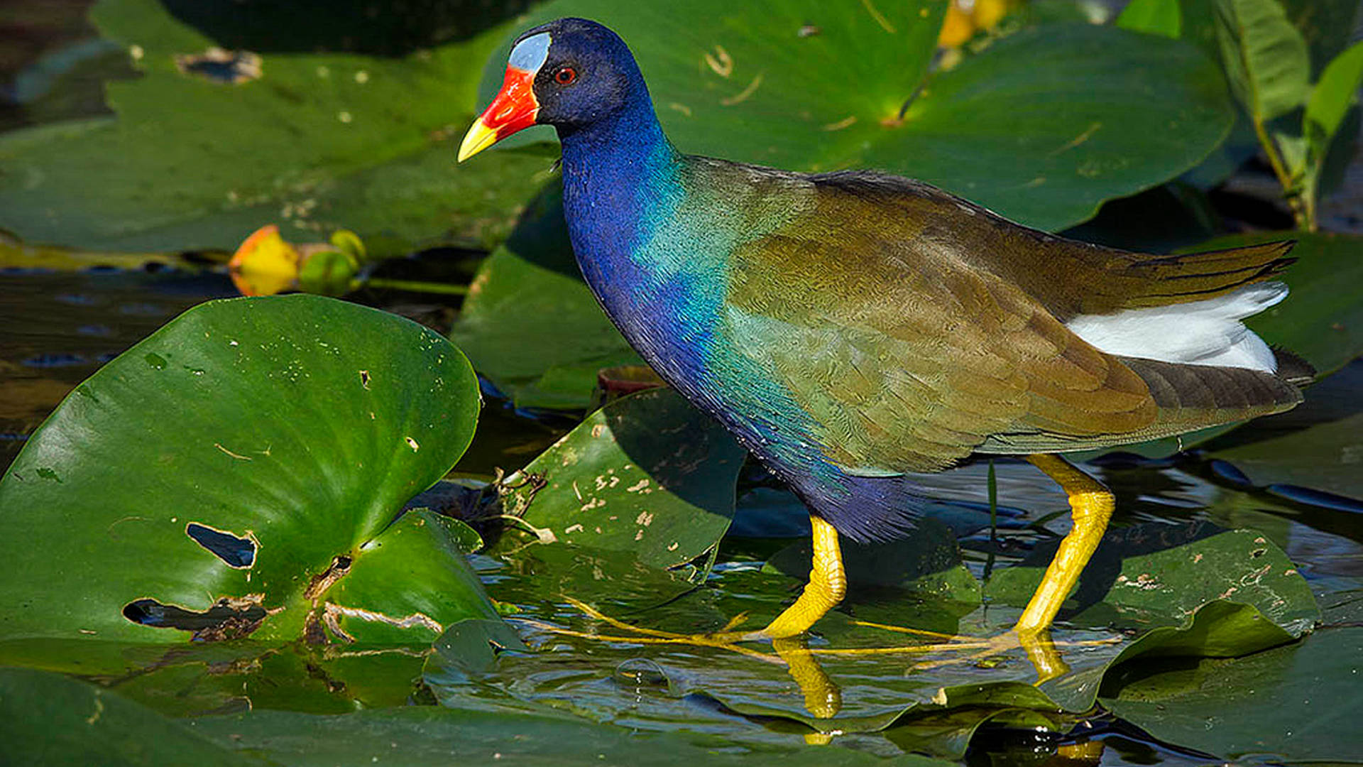 American Purple Gallinule Everglades National Park Background