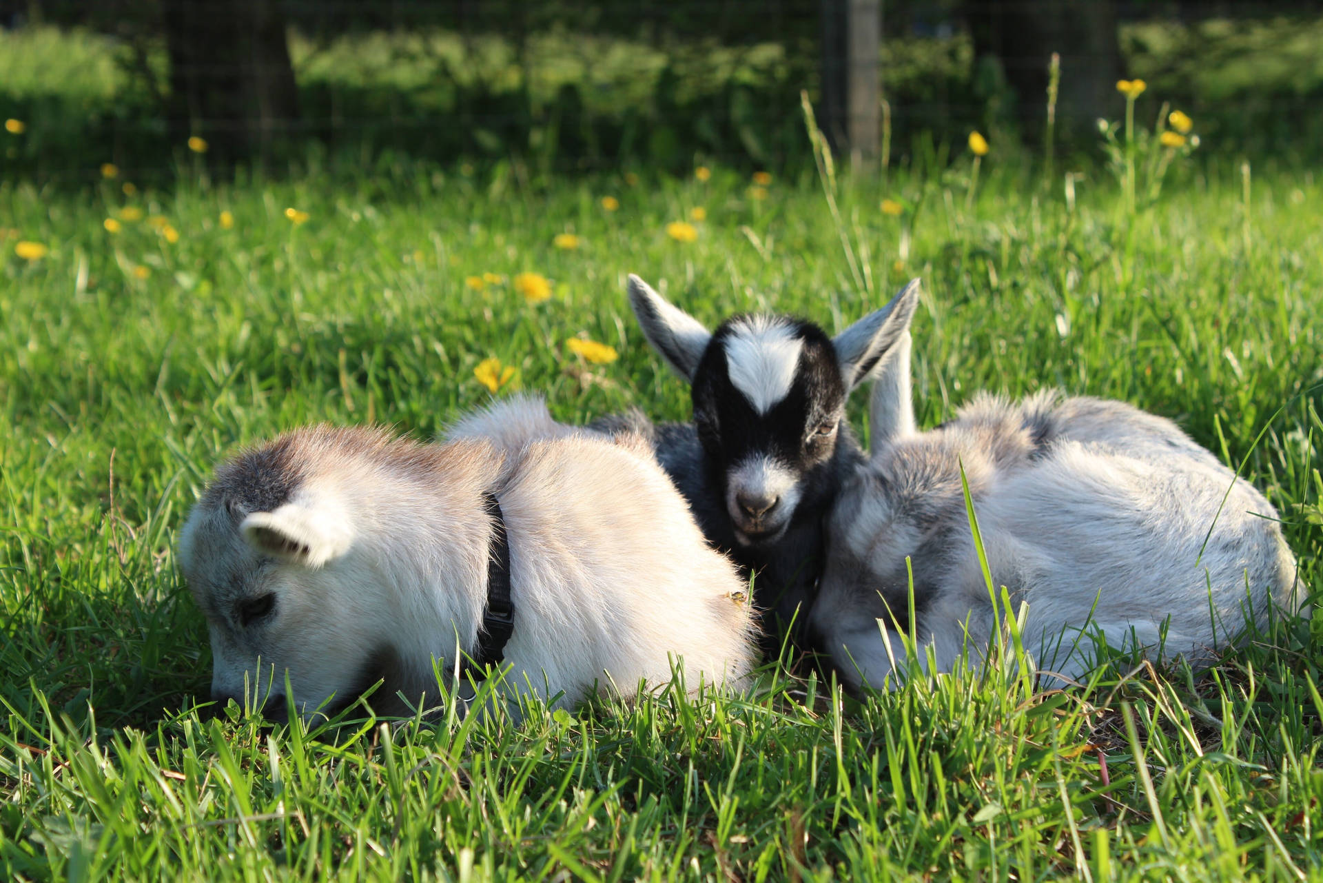 American Pygmy Young Goat Kids Background
