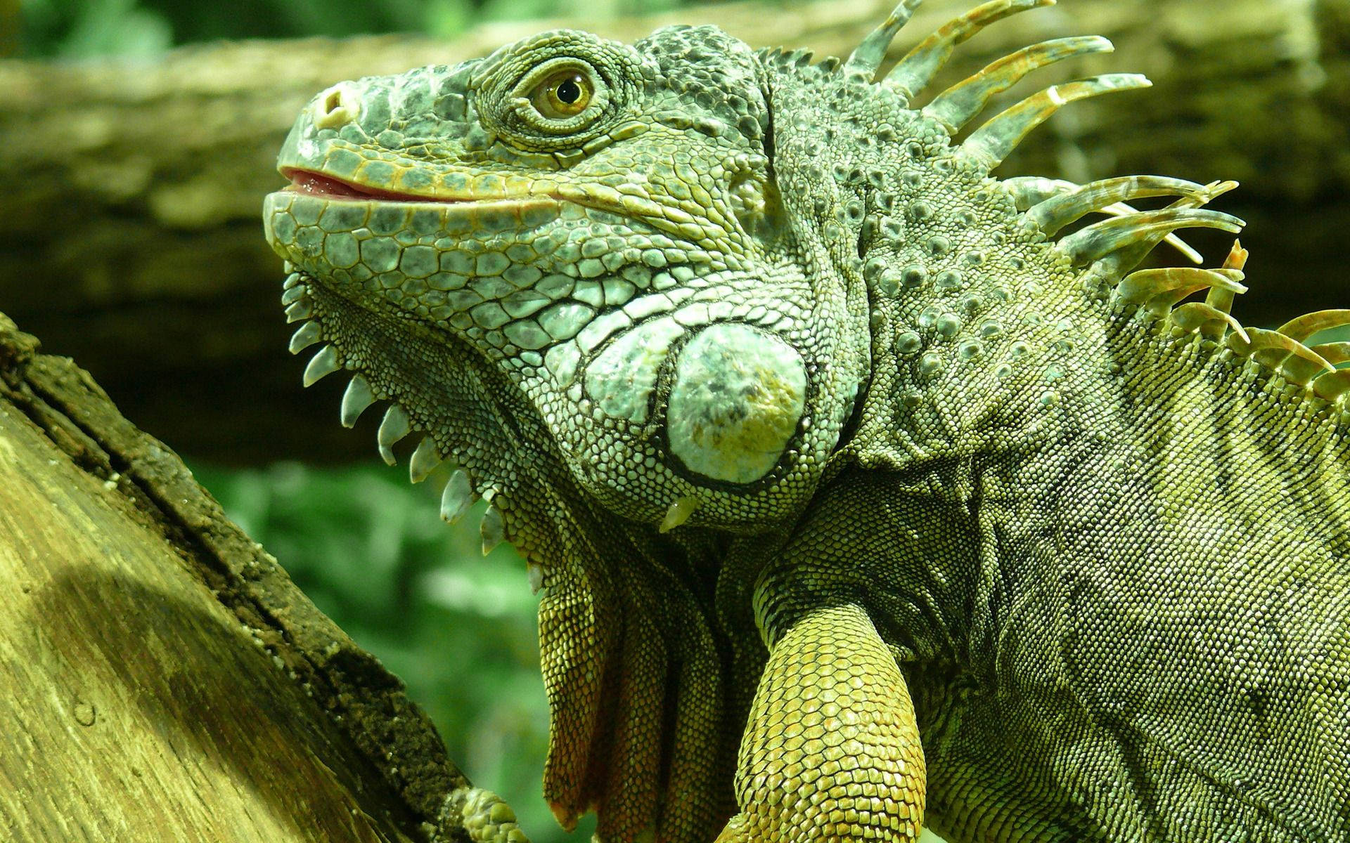 American Veterinary Green Iguana Background