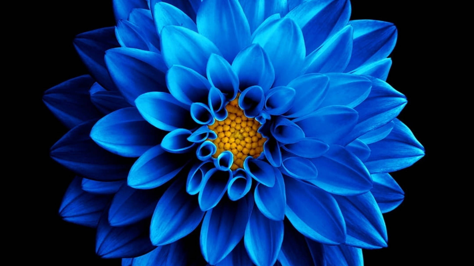Amoled Blue Chrysanthemum 4k Background
