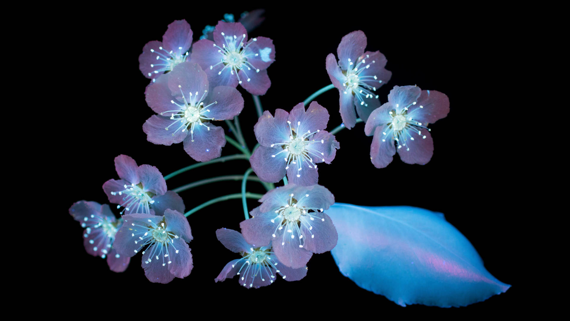 Amoled Luminous Flowers 4k Background