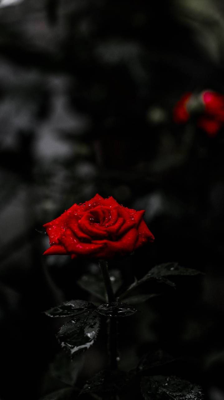 Amoled Red Rose 4k Background