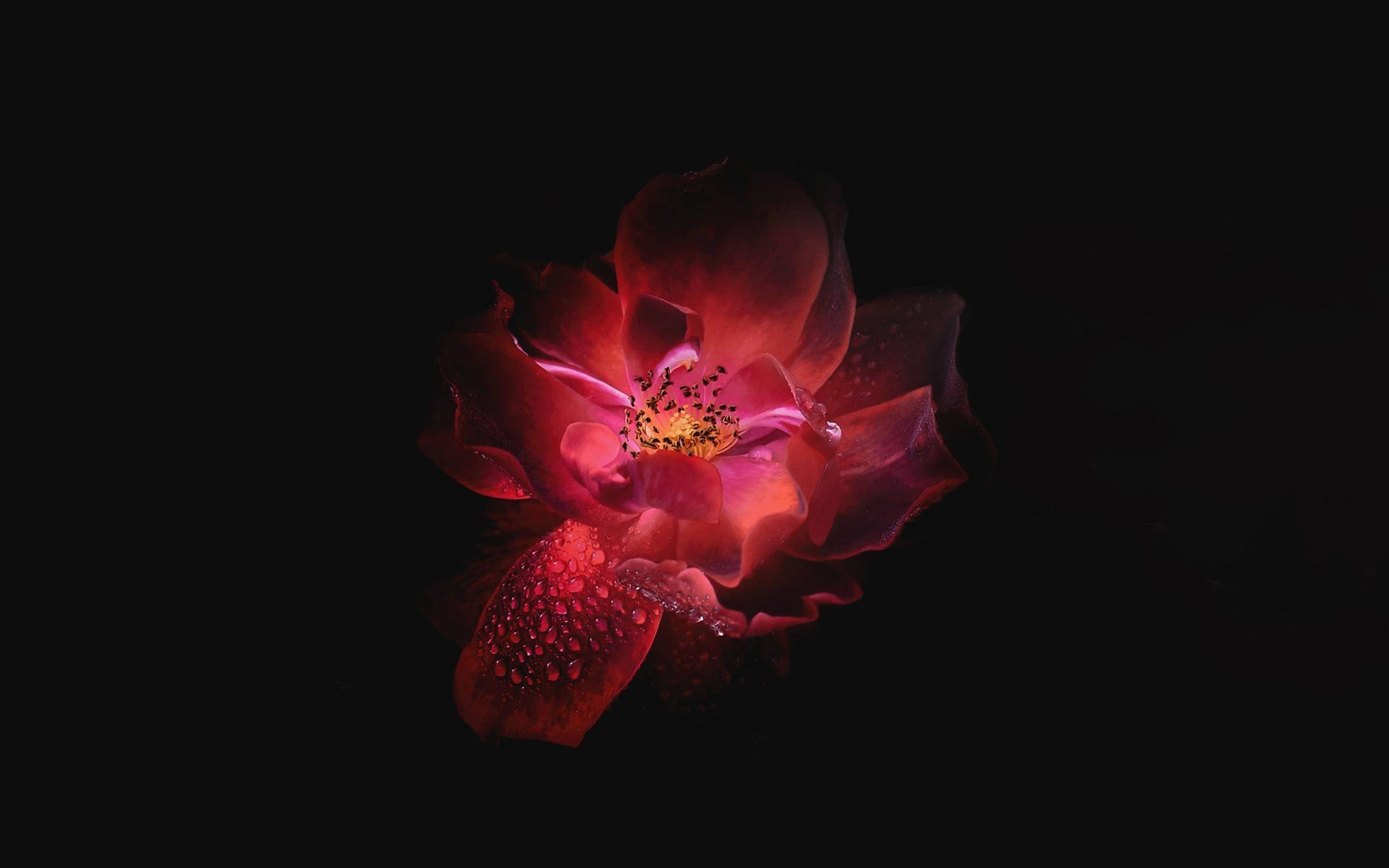 Amoled Rose 4k Background