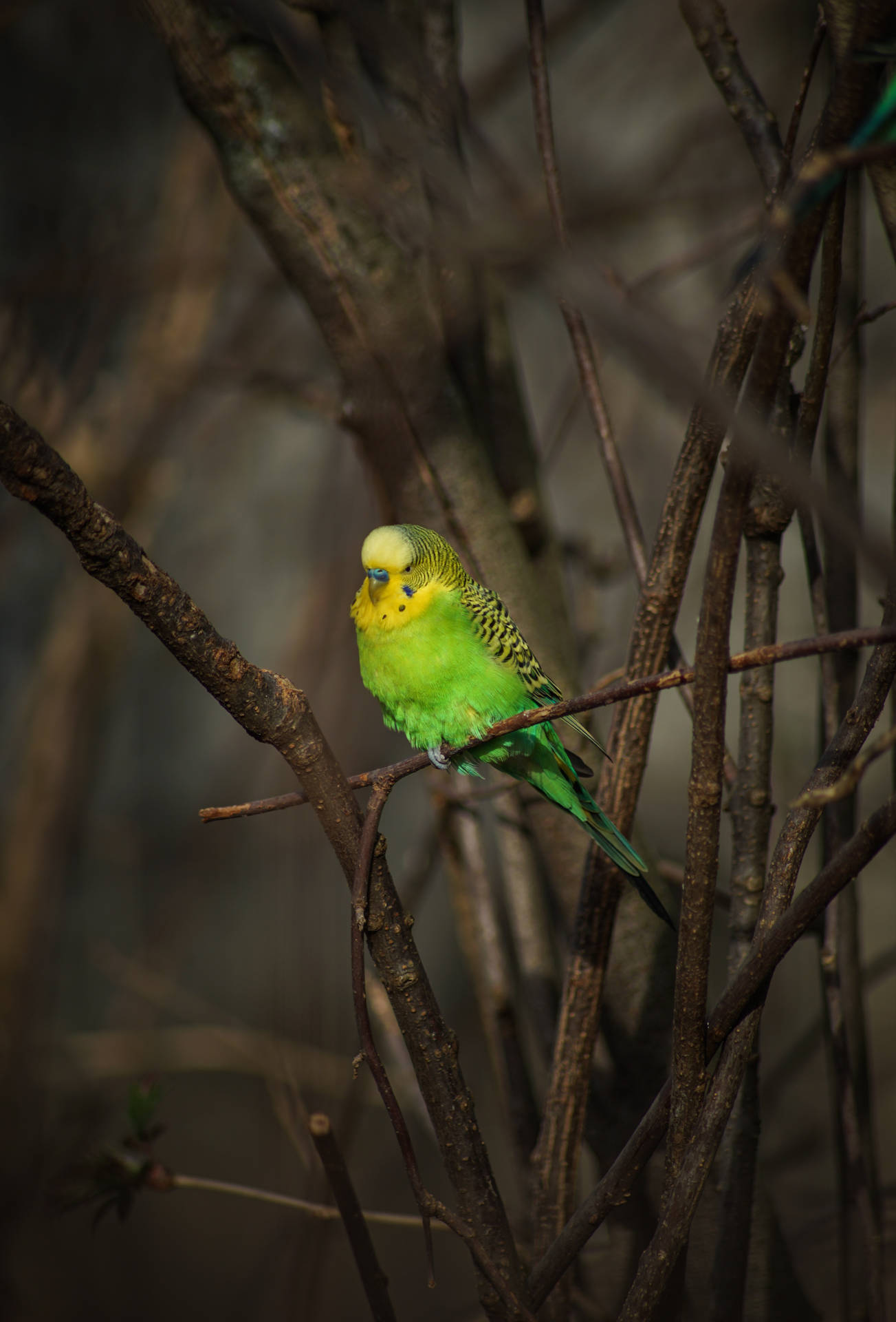 Among Branches Green Parrot Hd Background