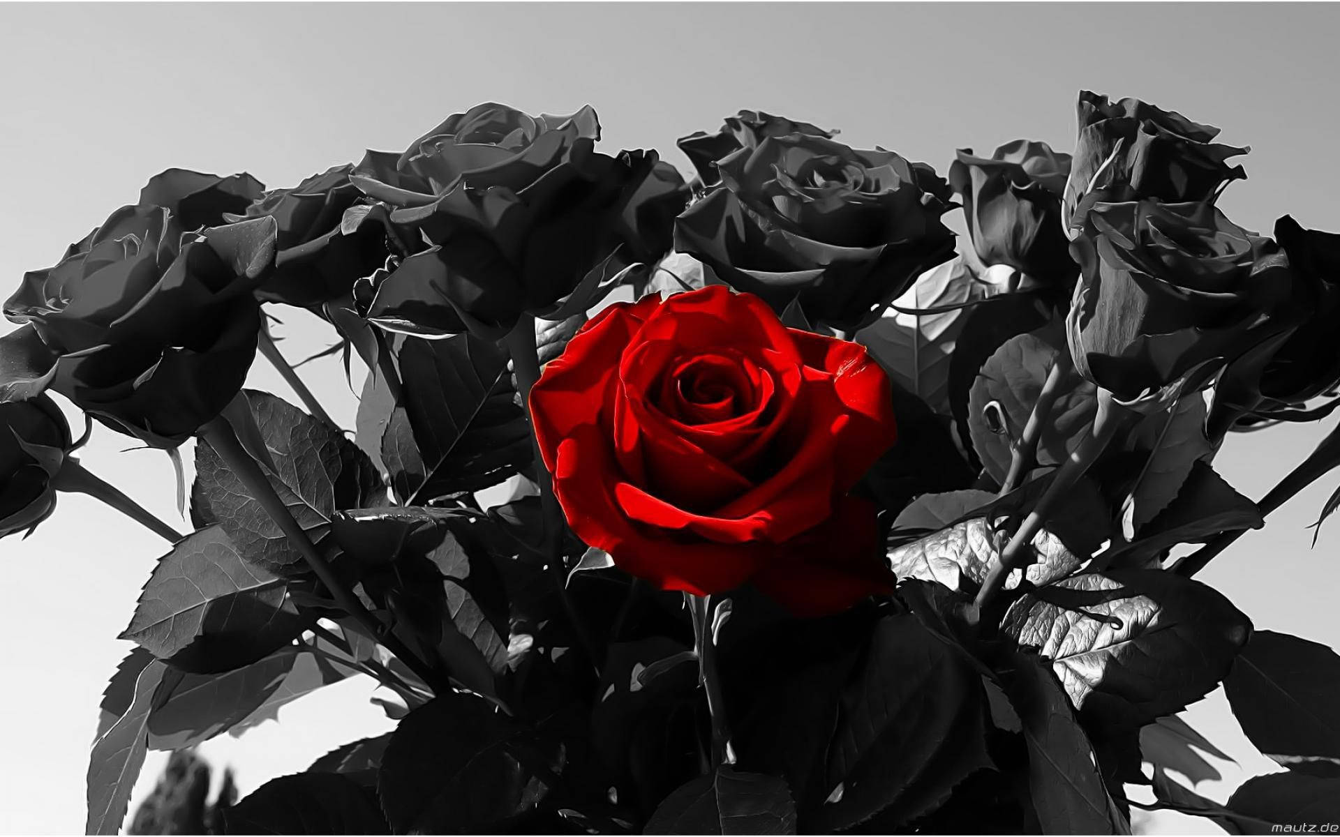 Among The Black Roses Background