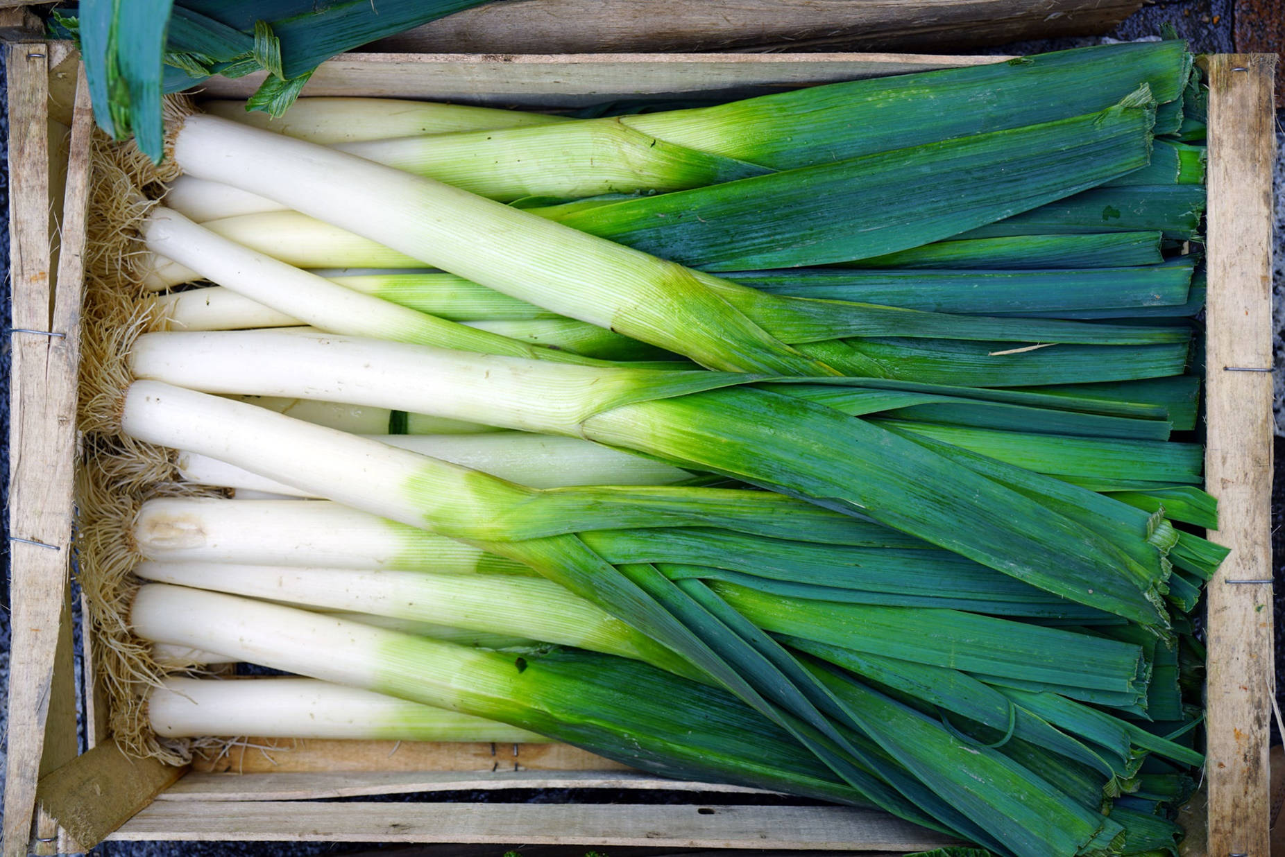 Ample New Harvest Green Onion Background