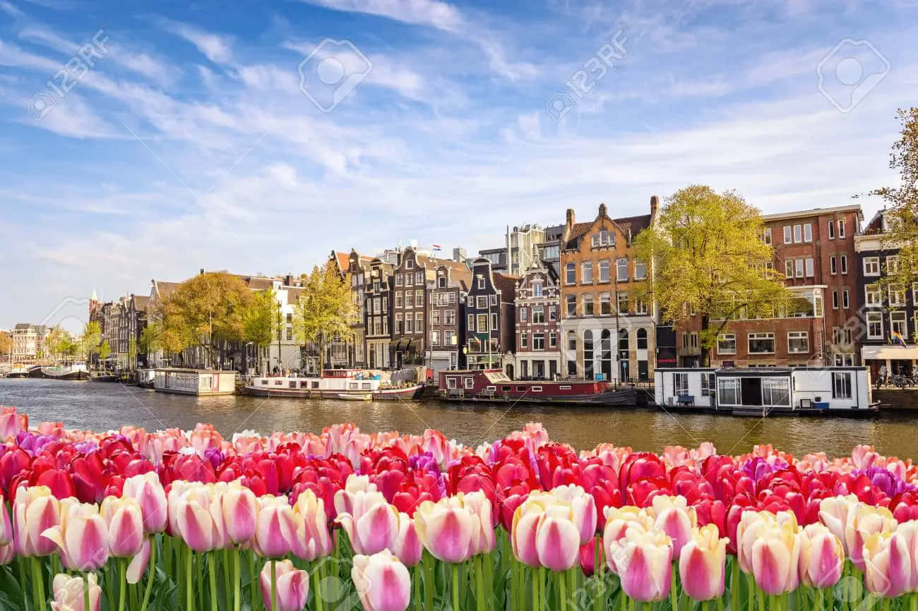 Amsterdam Tulips In The Canal With Buildings Stock Photo - 6279 Background