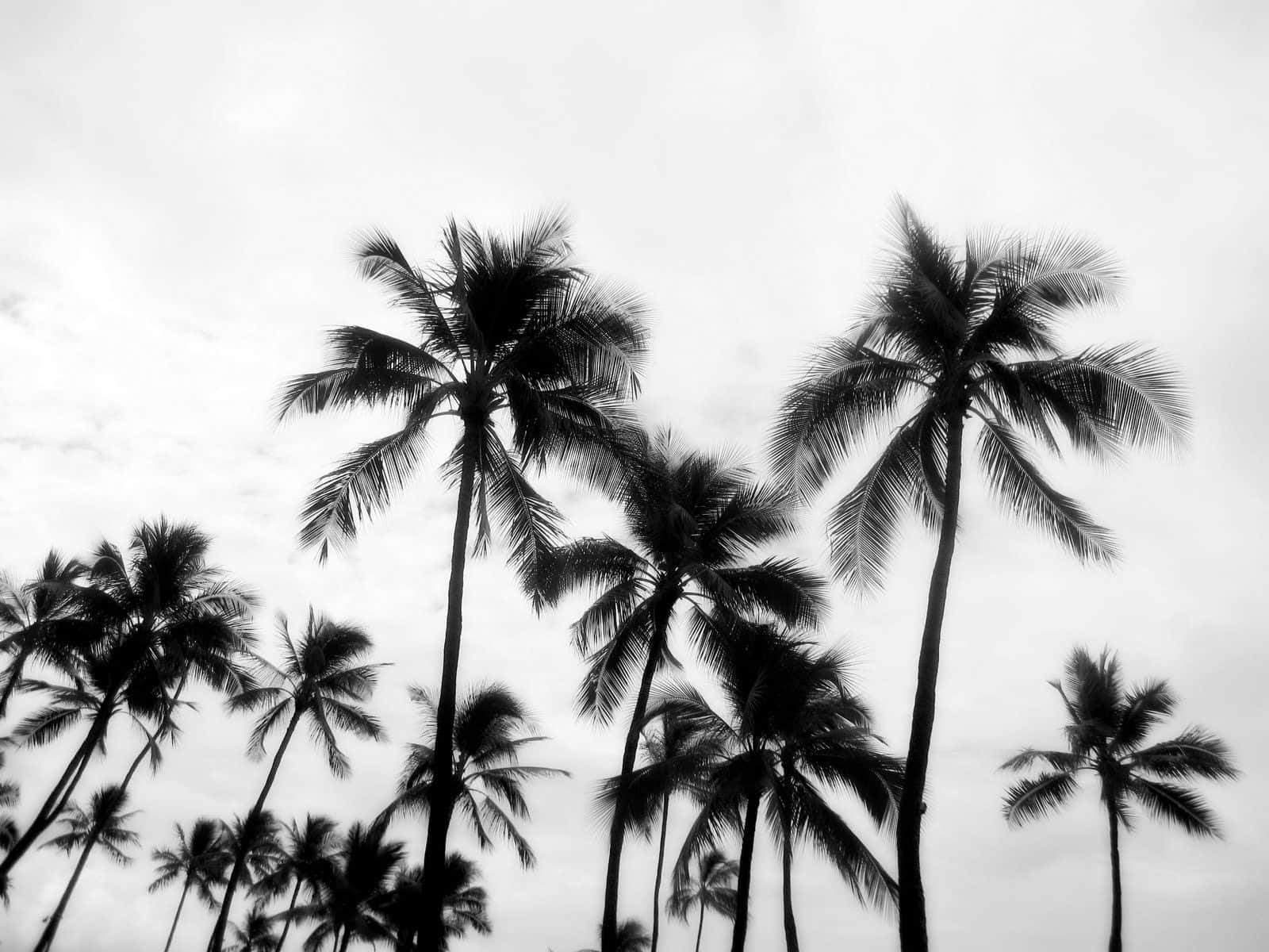 An Abstract Black And White Photograph Of A Beautiful Palm Tree.
