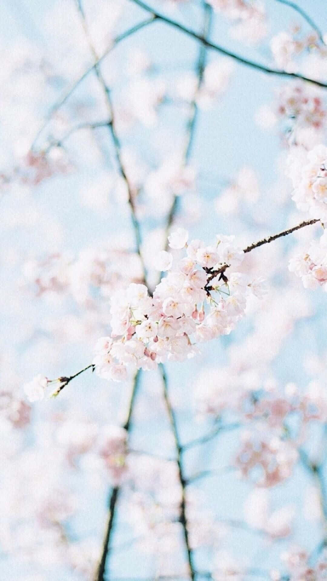 An Abstract High Resolution Wallpaper With Shades Of Pastel Blue And Pink Background