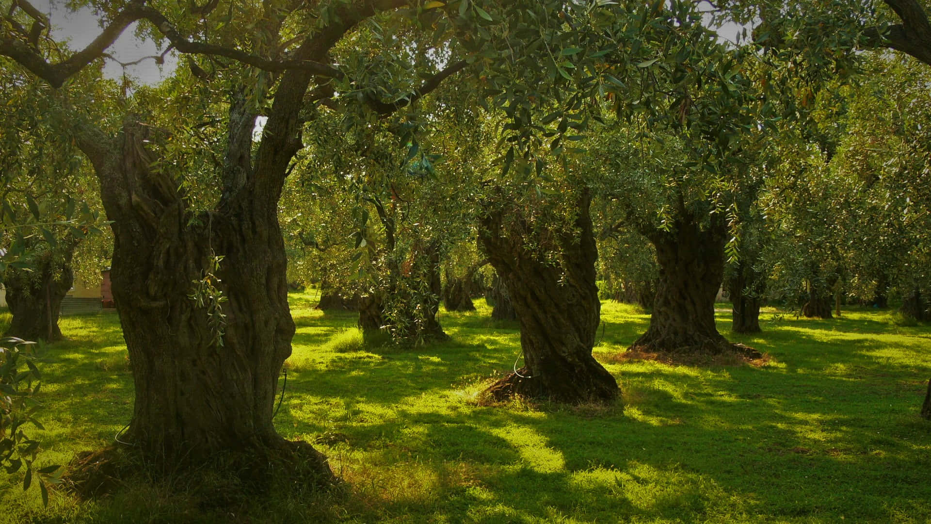 An Abundance Of Olives Background