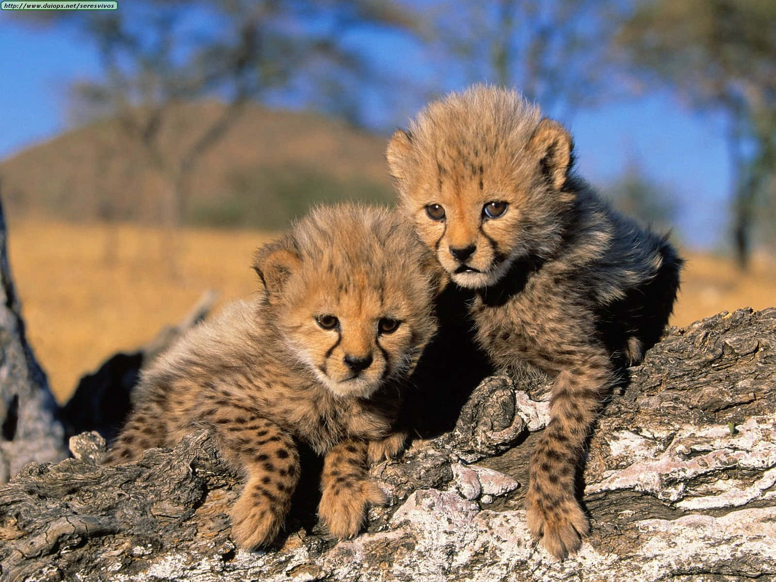An Adorable Baby Cheetah Peers Into The Camera Background