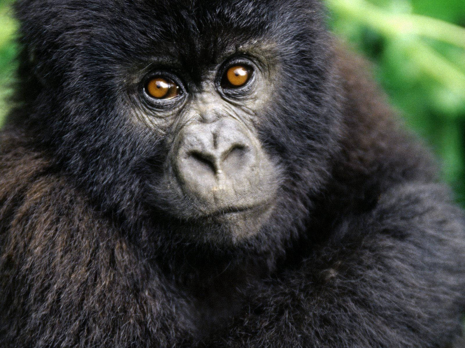 An Adorable Baby Gorilla Cub Background