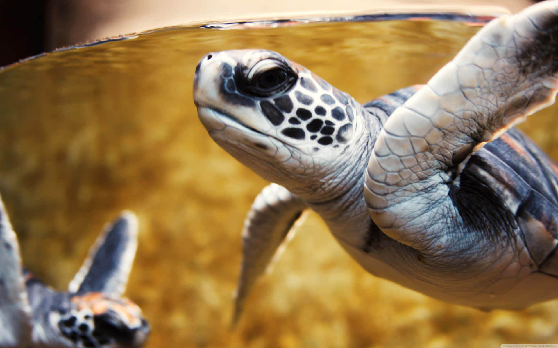 An Adorable Baby Turtle Enjoys The Sun. Background