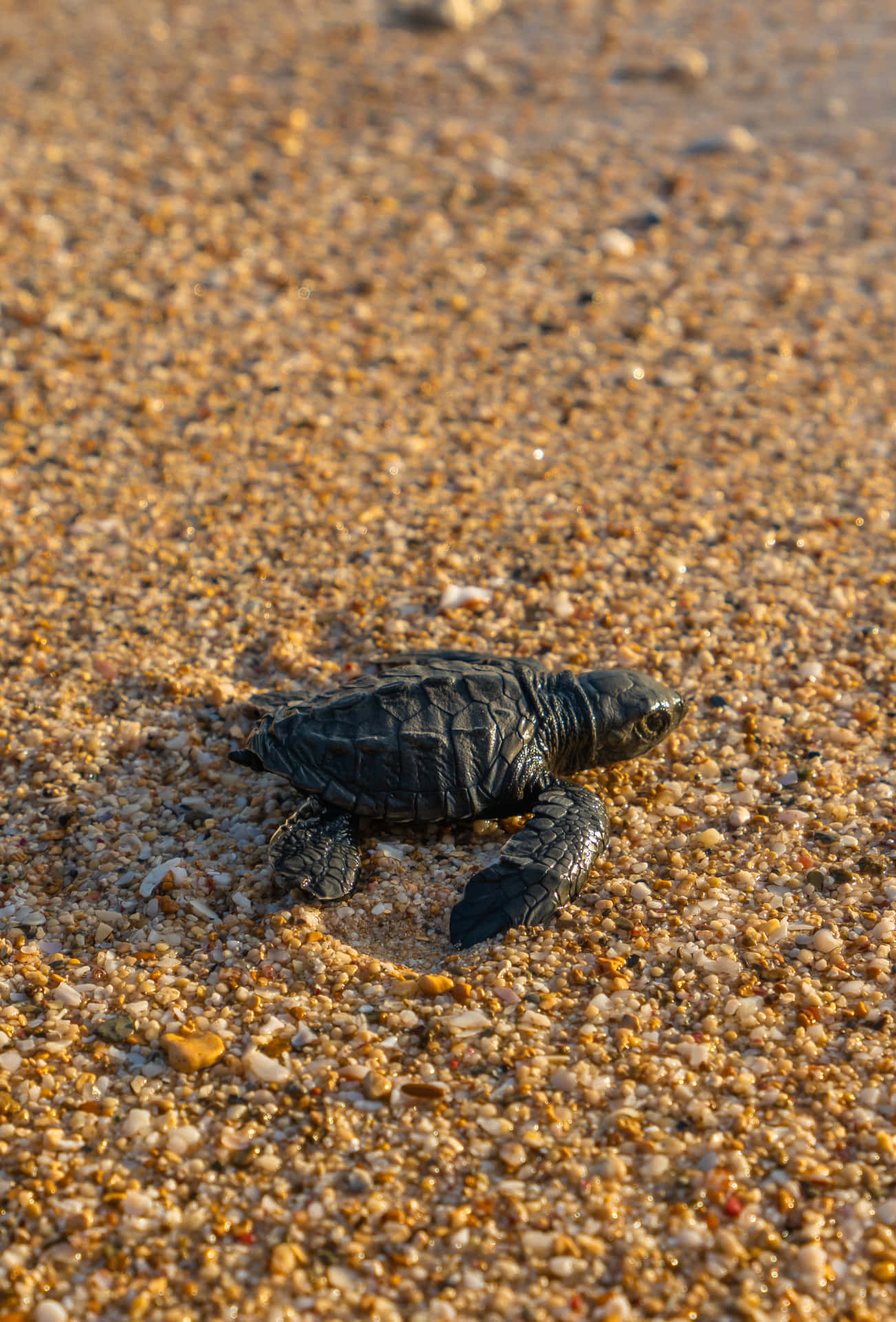 An Adorable Baby Turtle Peeking Out Of Its Shell Background