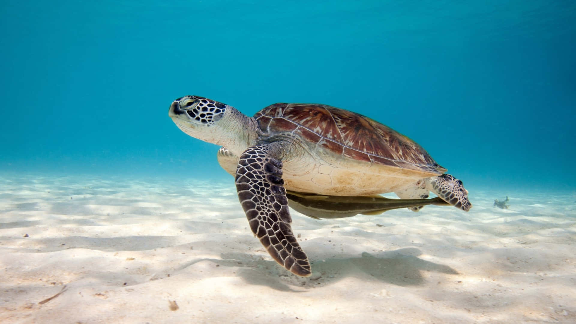 An Adorable Baby Turtle Swimming Through The Water Background