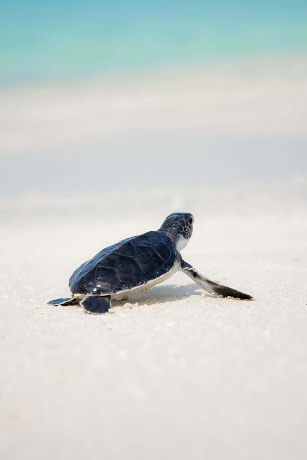 An Adorable Baby Turtle Swims In The Ocean. Background