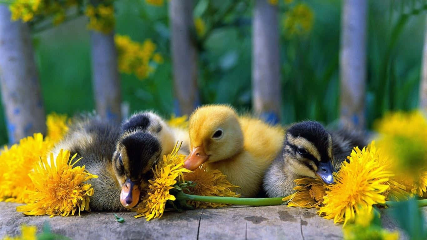 An Adorable Cute Duck Background