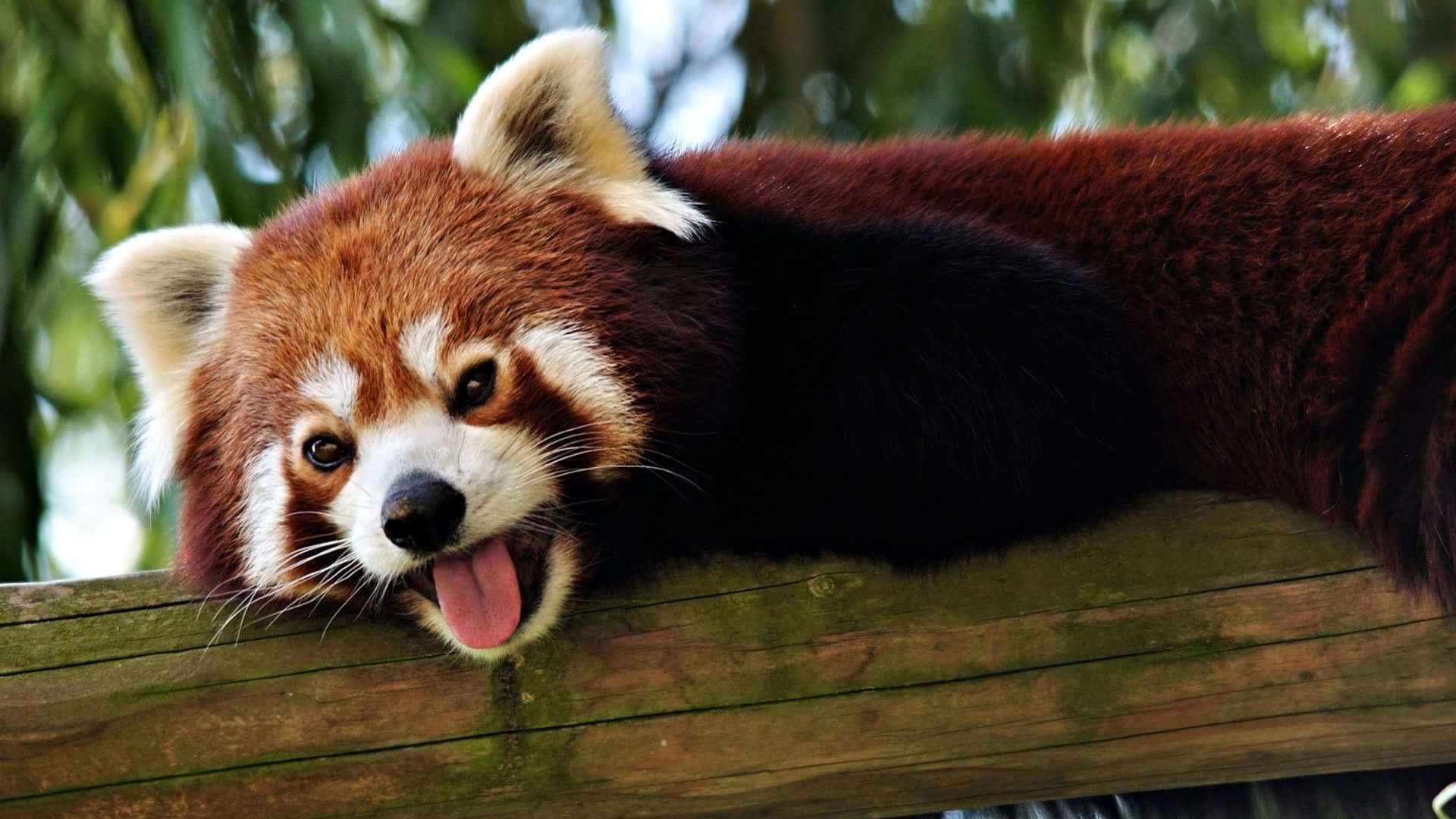 An Adorable Cute Red Panda Background