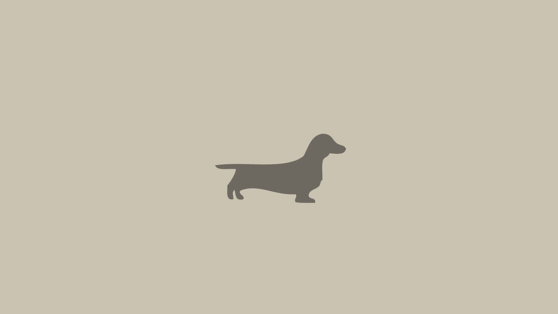 An Adorable Dachshund Out For A Walk Background