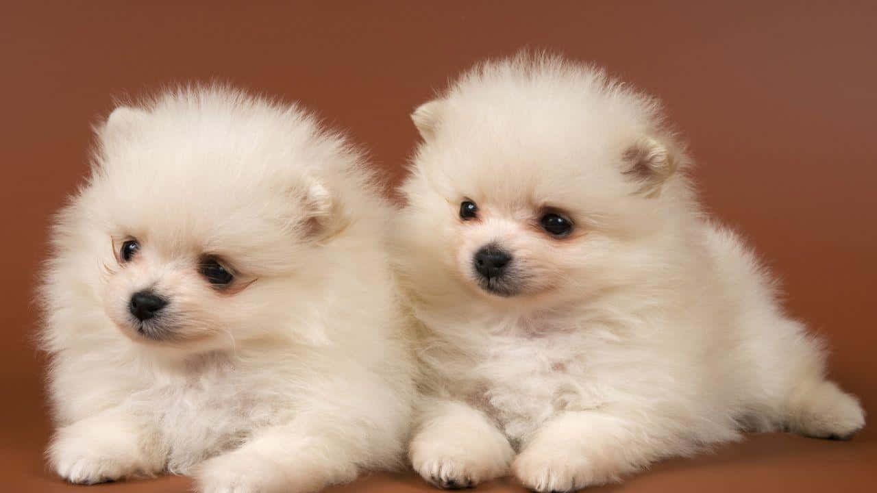 An Adorable, Fluffy Puppy Background