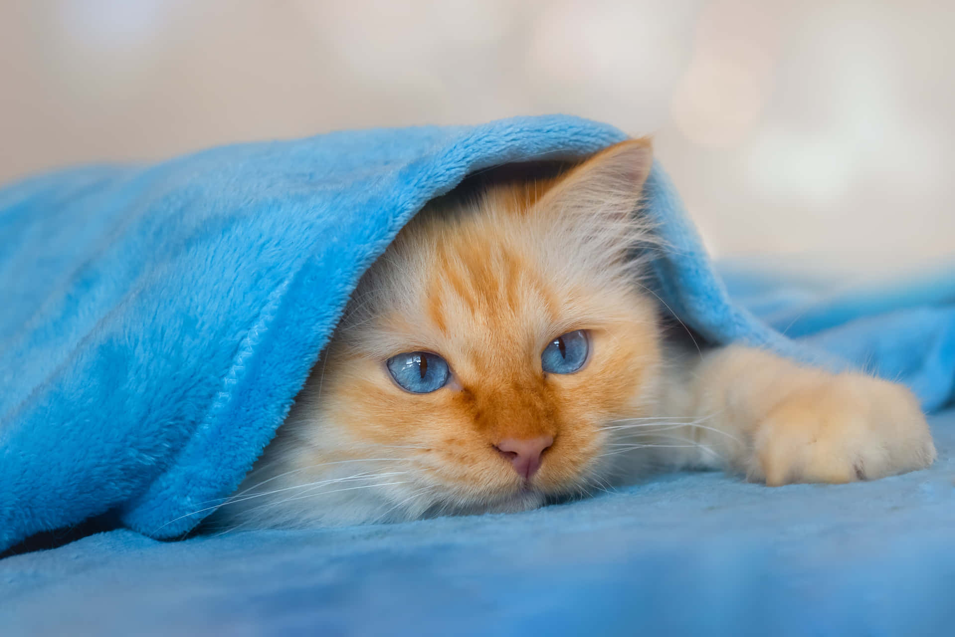 An Adorable Furball All Curled Up. Background