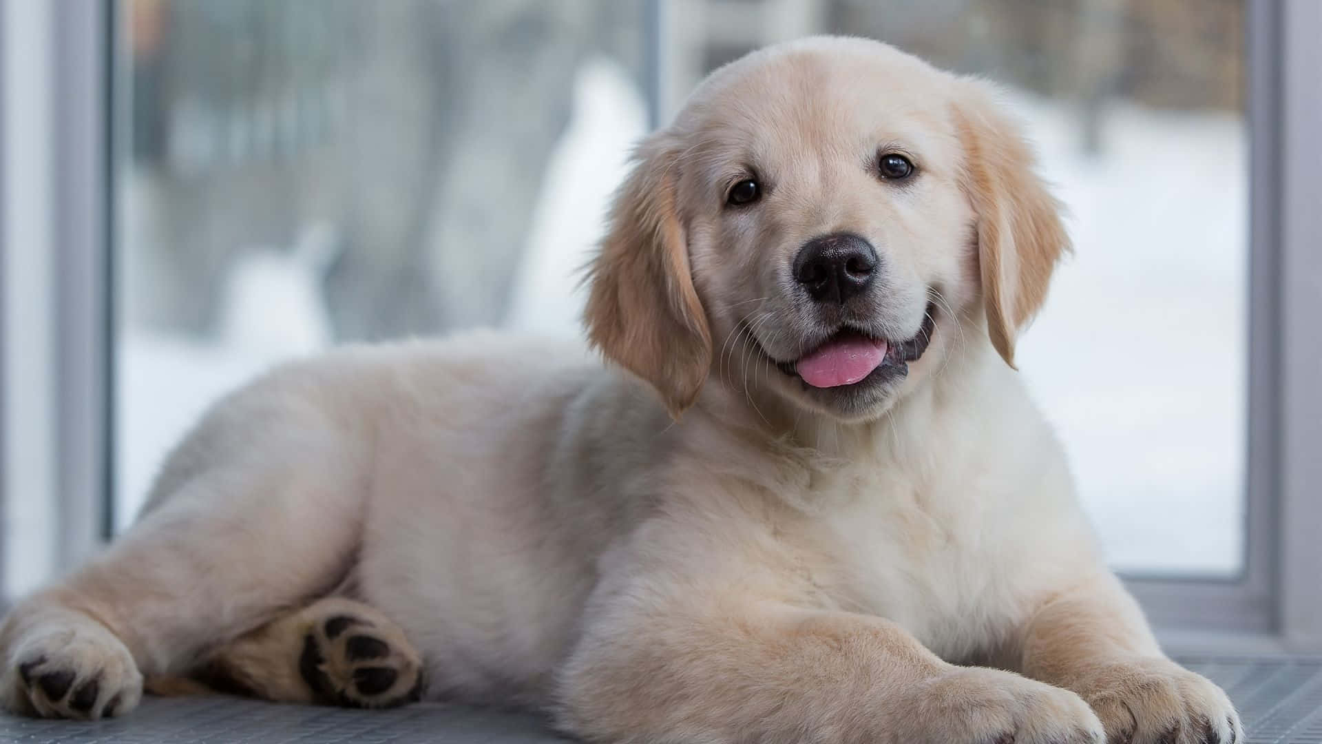 An Adorable Golden Retriever Puppy Looking Up At The Camera. Background
