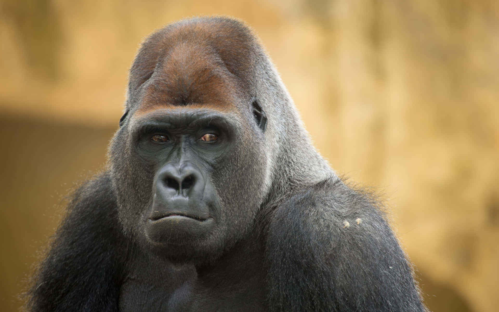 An Adorable Gorilla Enjoying Its Time Outdoors Background