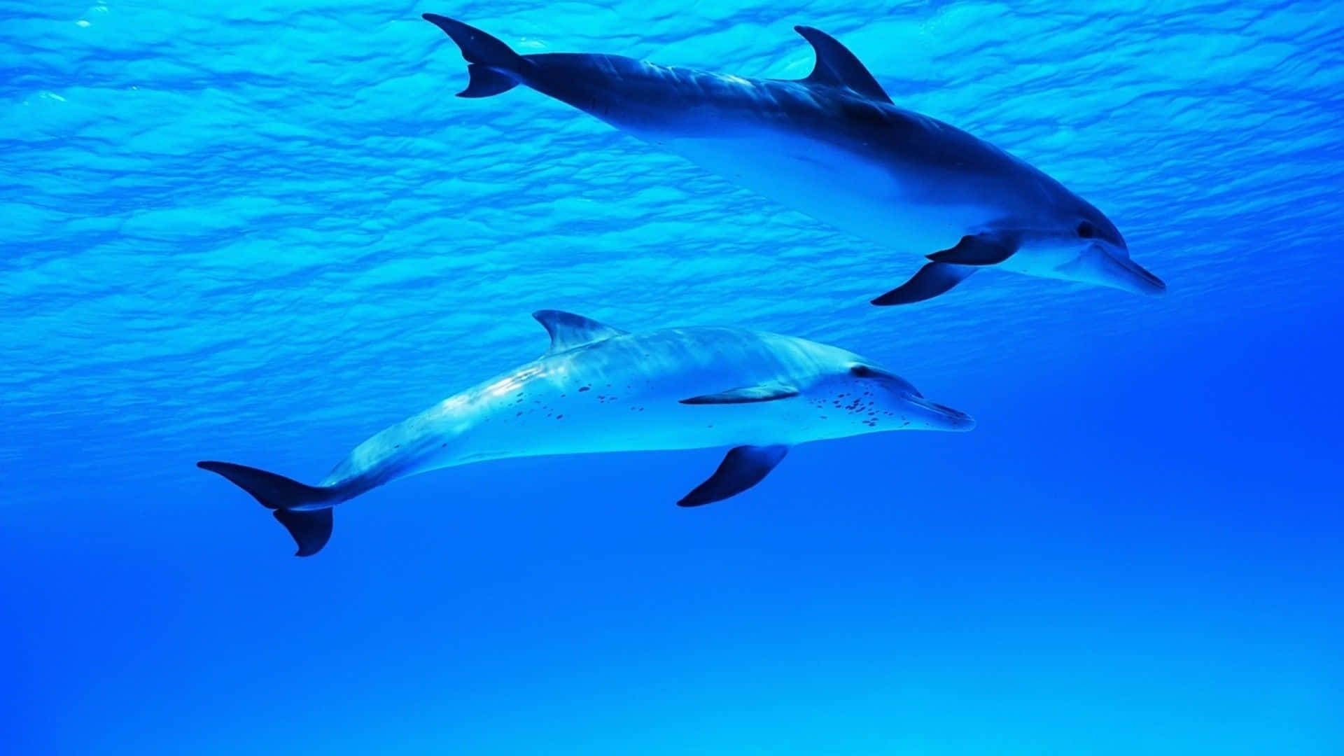 An Adorable Jumping Dolphin Background