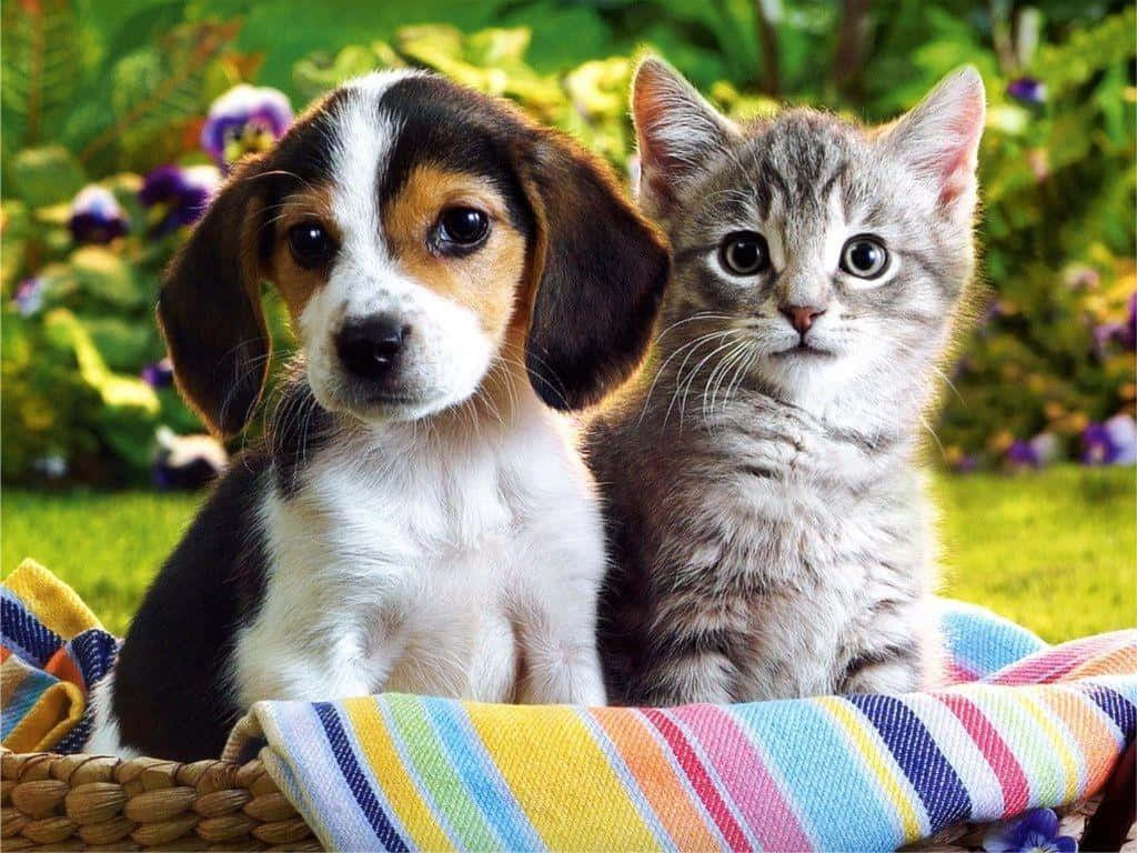 An Adorable Kitten And Puppy Snuggling Background