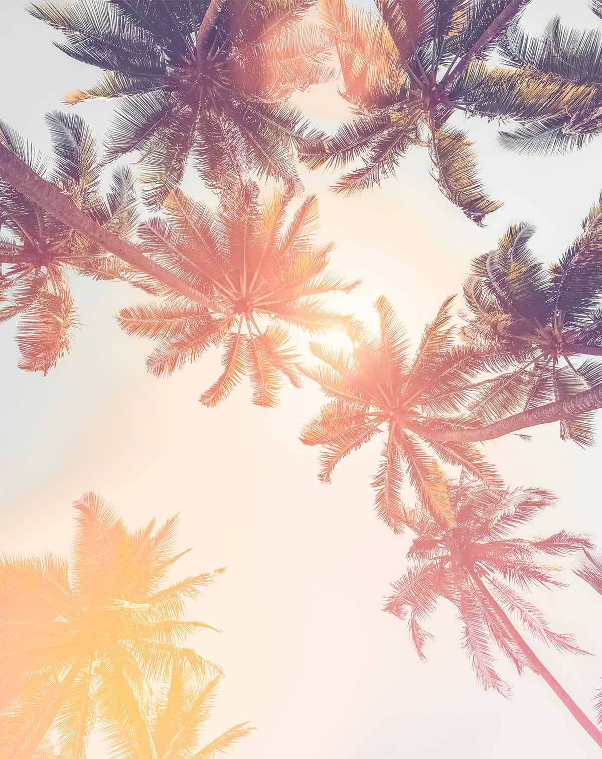 An Adorable Palm Tree Adds A Tropical Flare To Your Décor Background