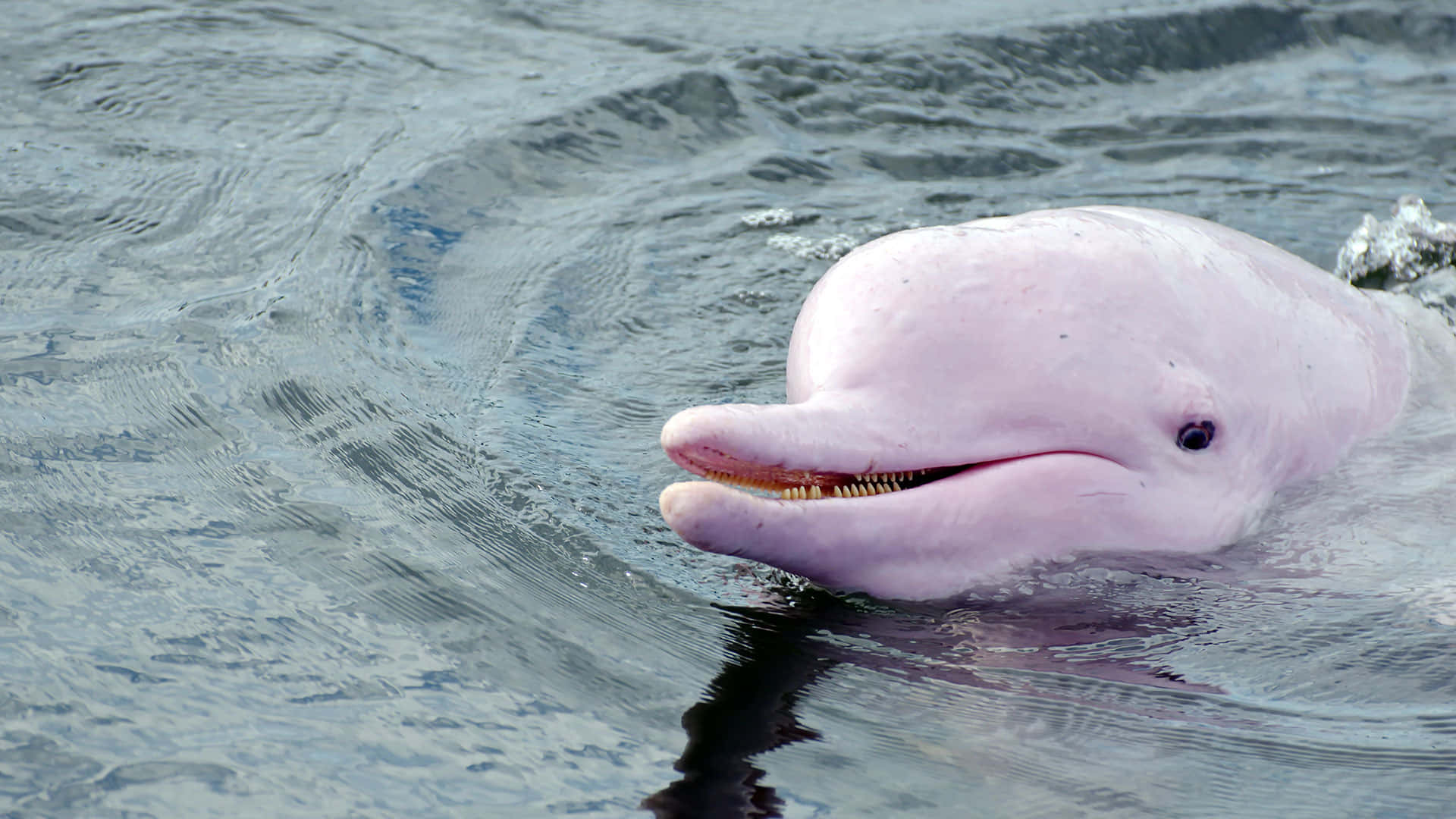 An Adorable Pink Dolphin Picture Background