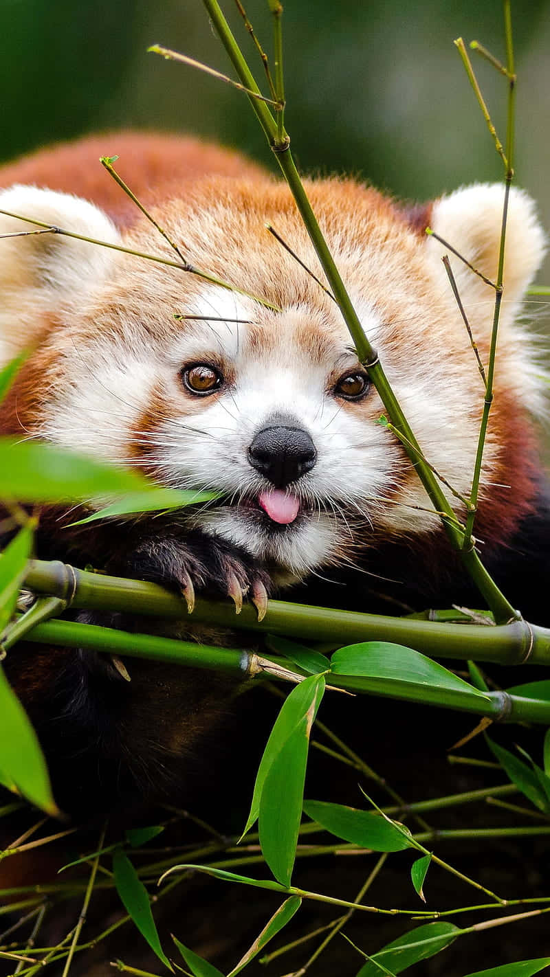 An Adorable Red Panda Background