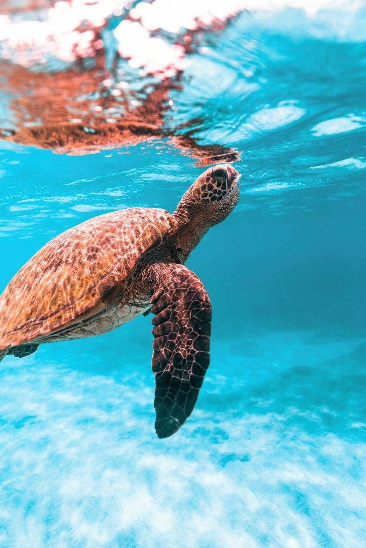 An Adorable Sea Turtle Swimming Above A Vibrant Reef Background