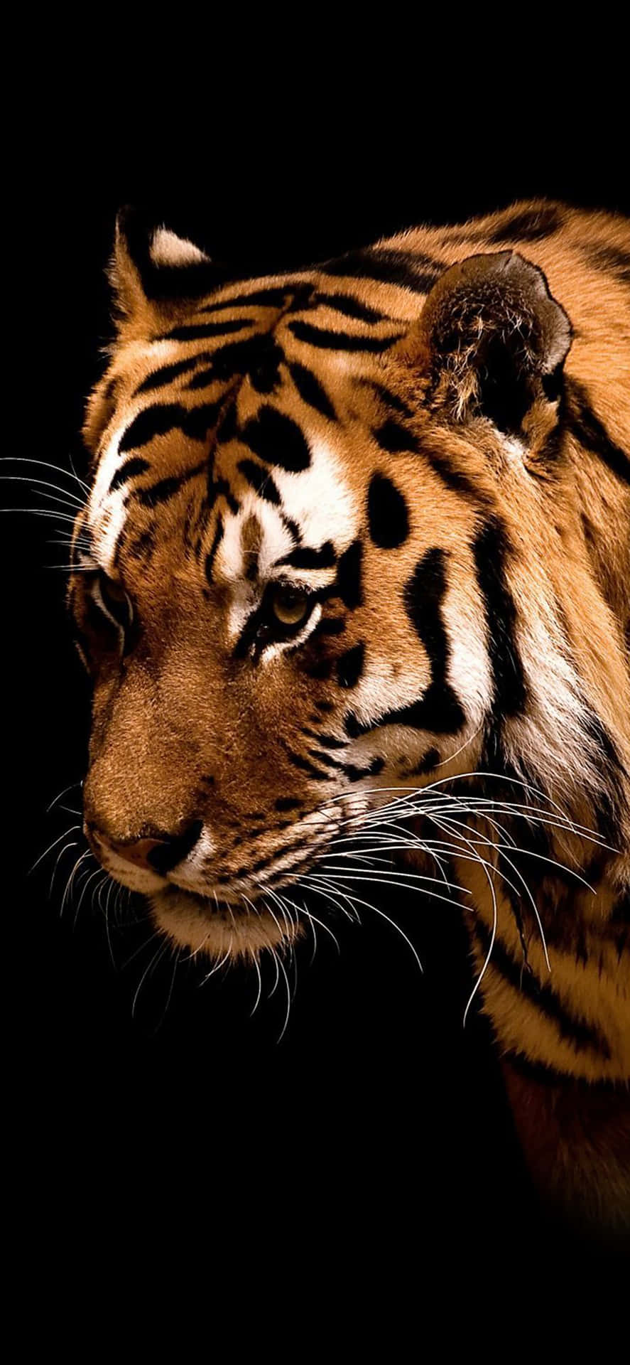 An Adorable Sleeping Pup Curled Up Next To An Iphone. Background