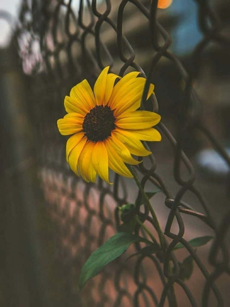 An Adorable Sunflower Gazing Into The Camera Background