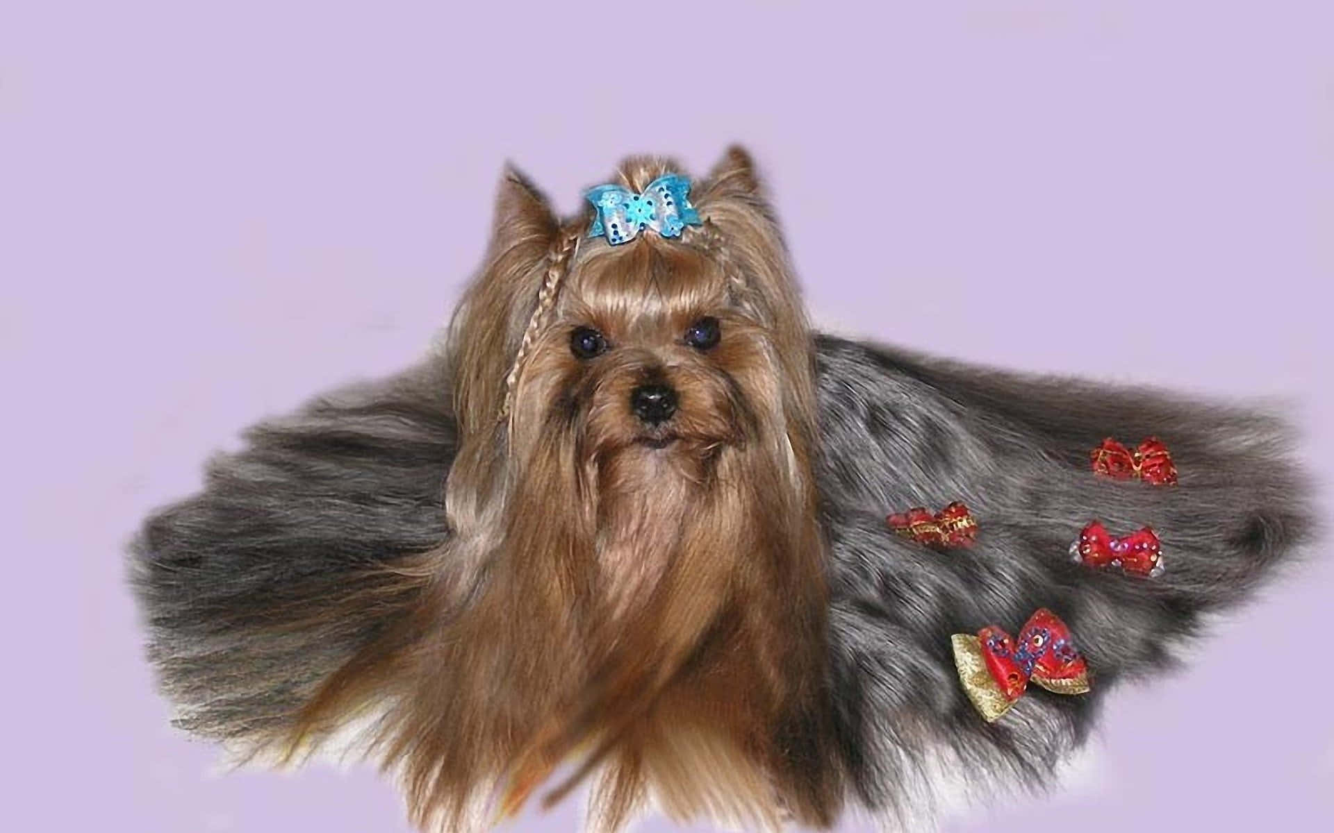 An Adorable Teacup Yorkie Background