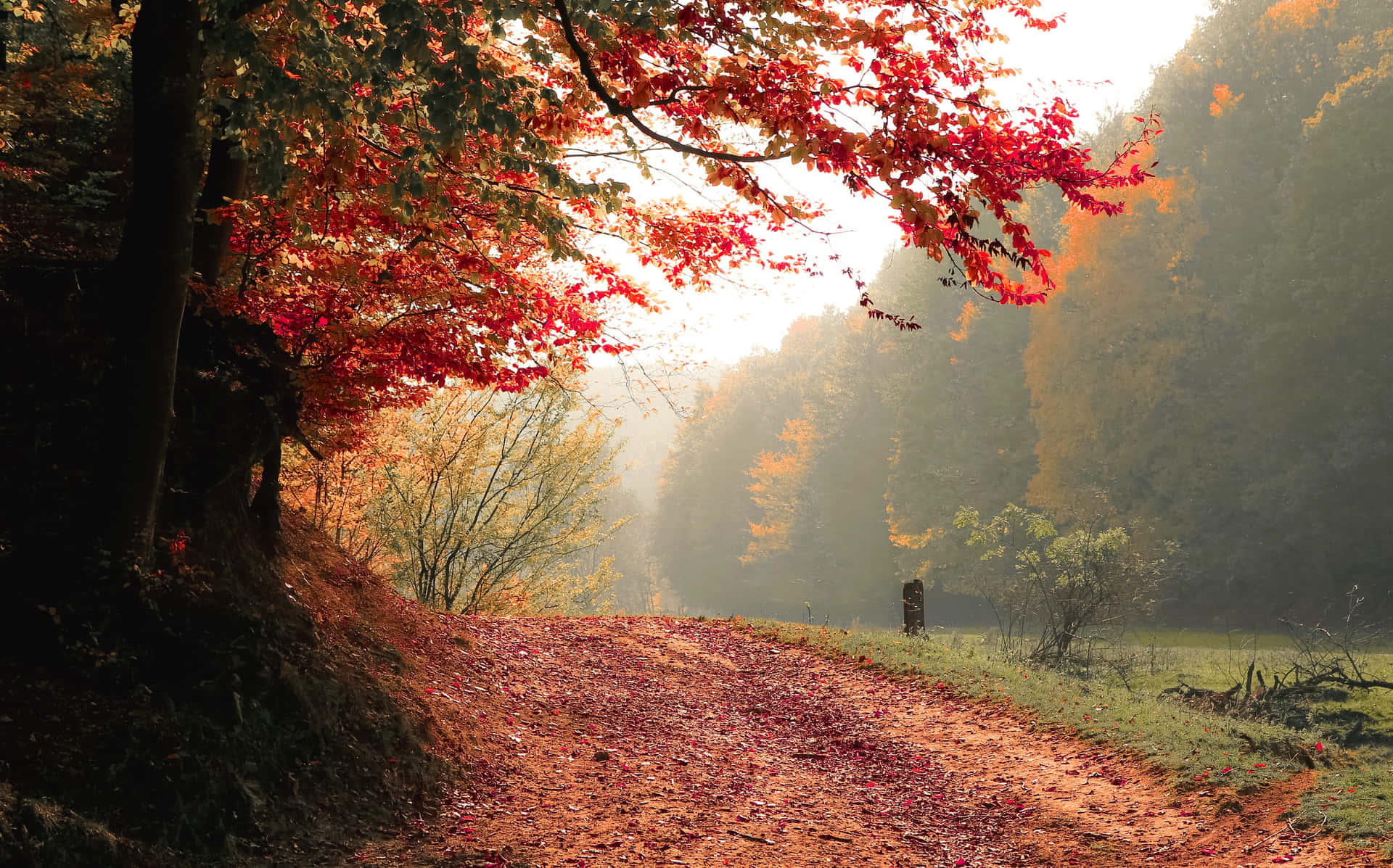 An Aerial View Of A Vibrant, Colorful Falling Autumn Leaves In A Forest. Background