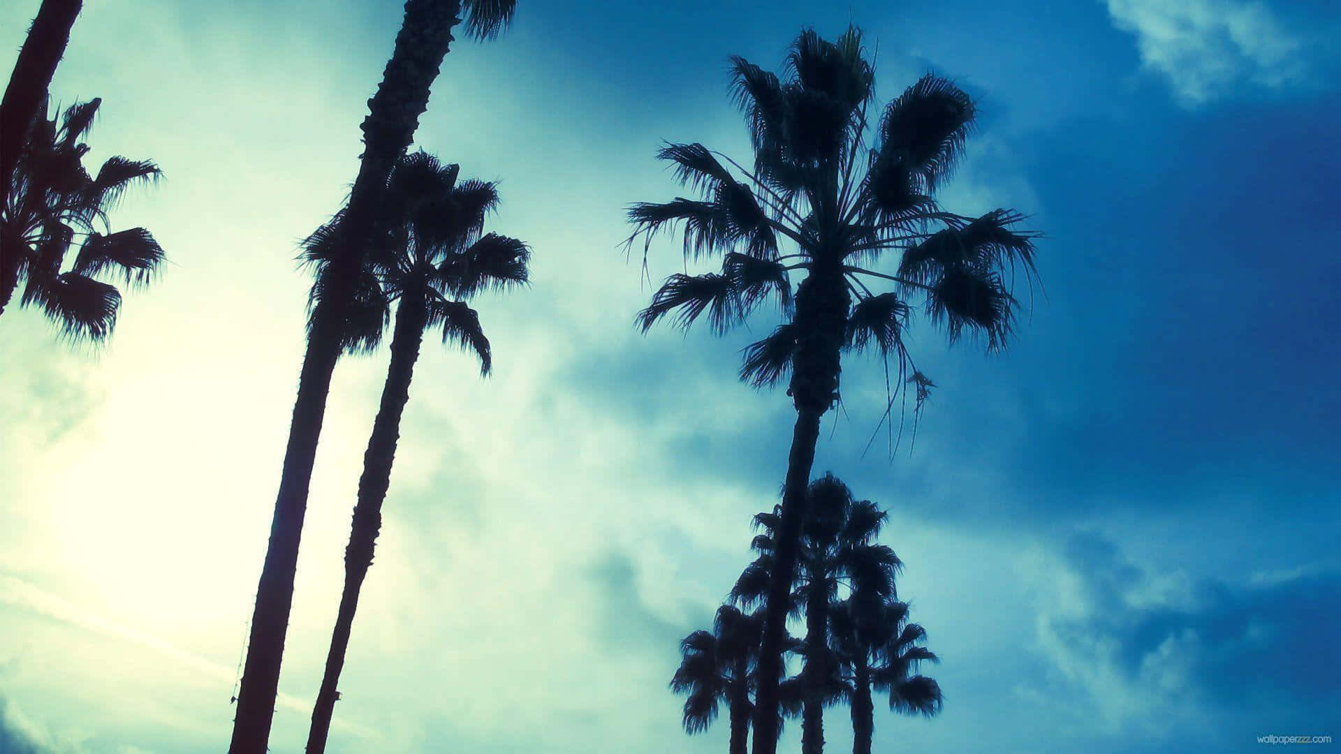 An Aesthetic Palm Tree Silhouette