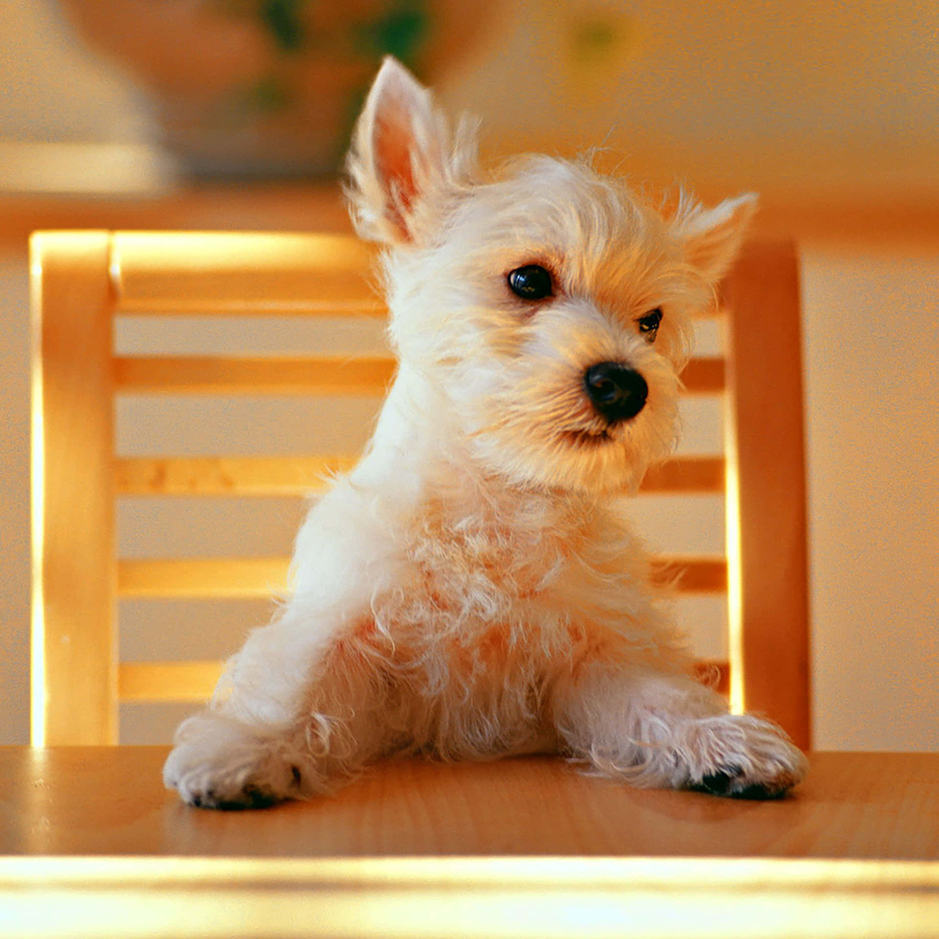 An Aesthetically Pleasing Puppy With An Endearing Smile Background
